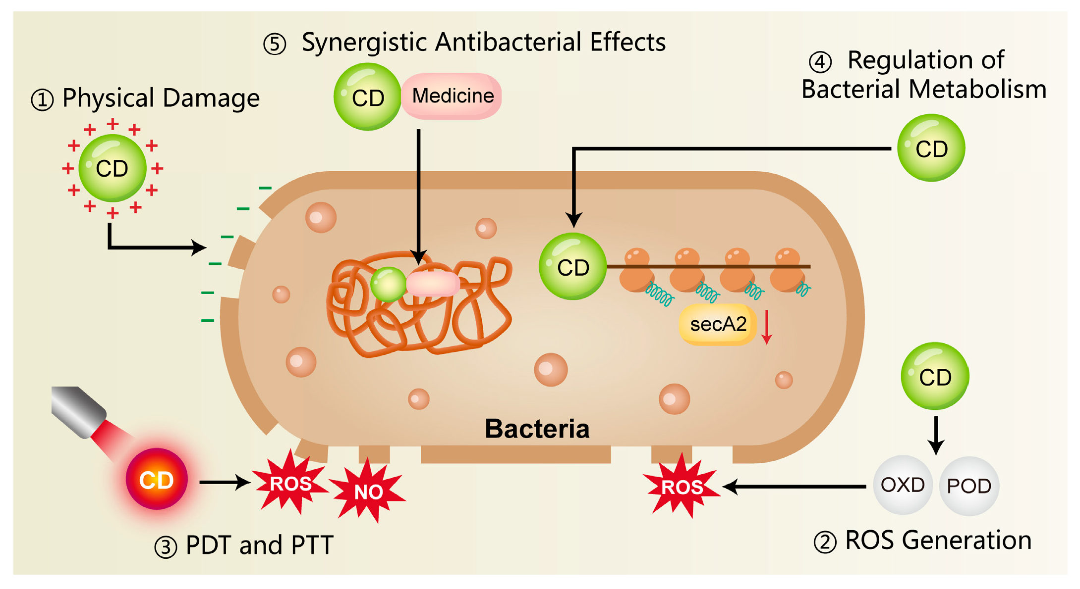 Ijms 26 10600 g001 Ijms 26 10600 g001