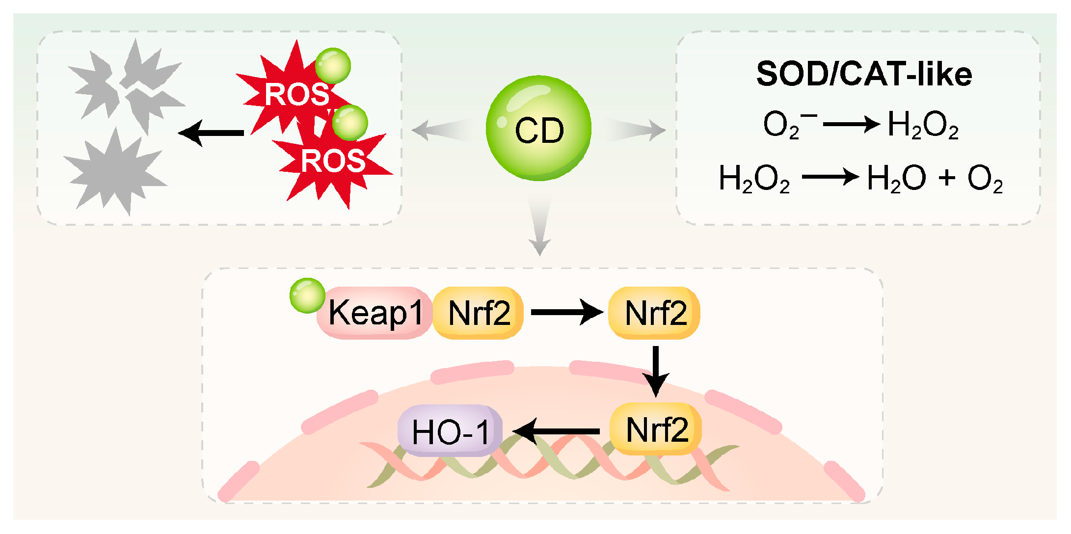 Ijms 26 10600 g002 Ijms 26 10600 g002