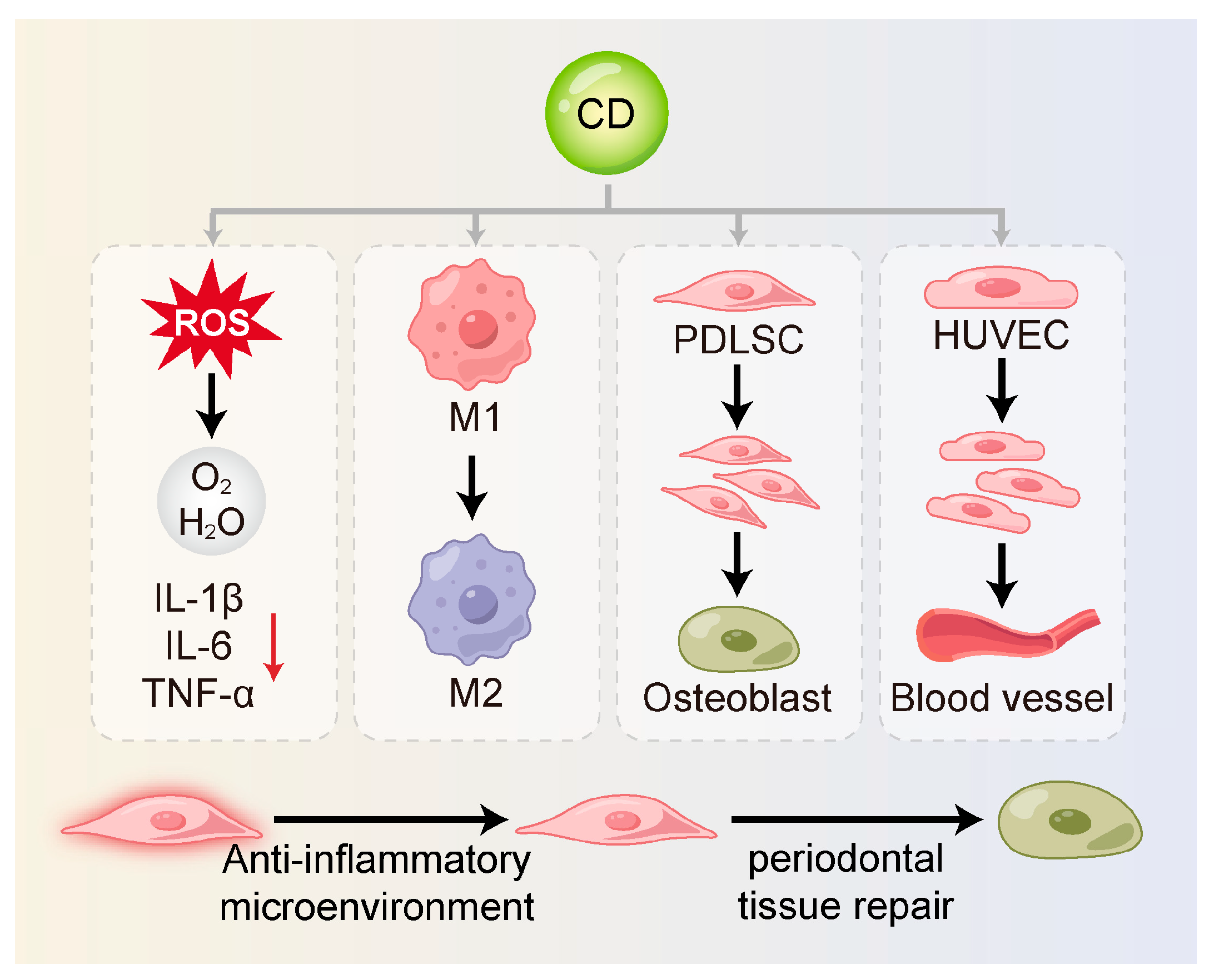 Ijms 26 10600 g003 Ijms 26 10600 g003