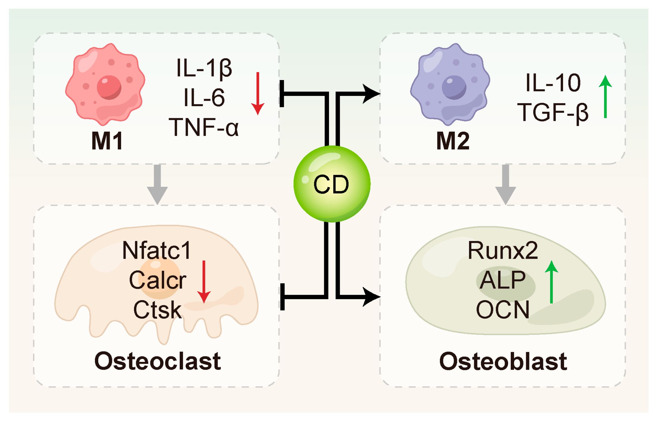 Ijms 26 10600 g004 Ijms 26 10600 g004