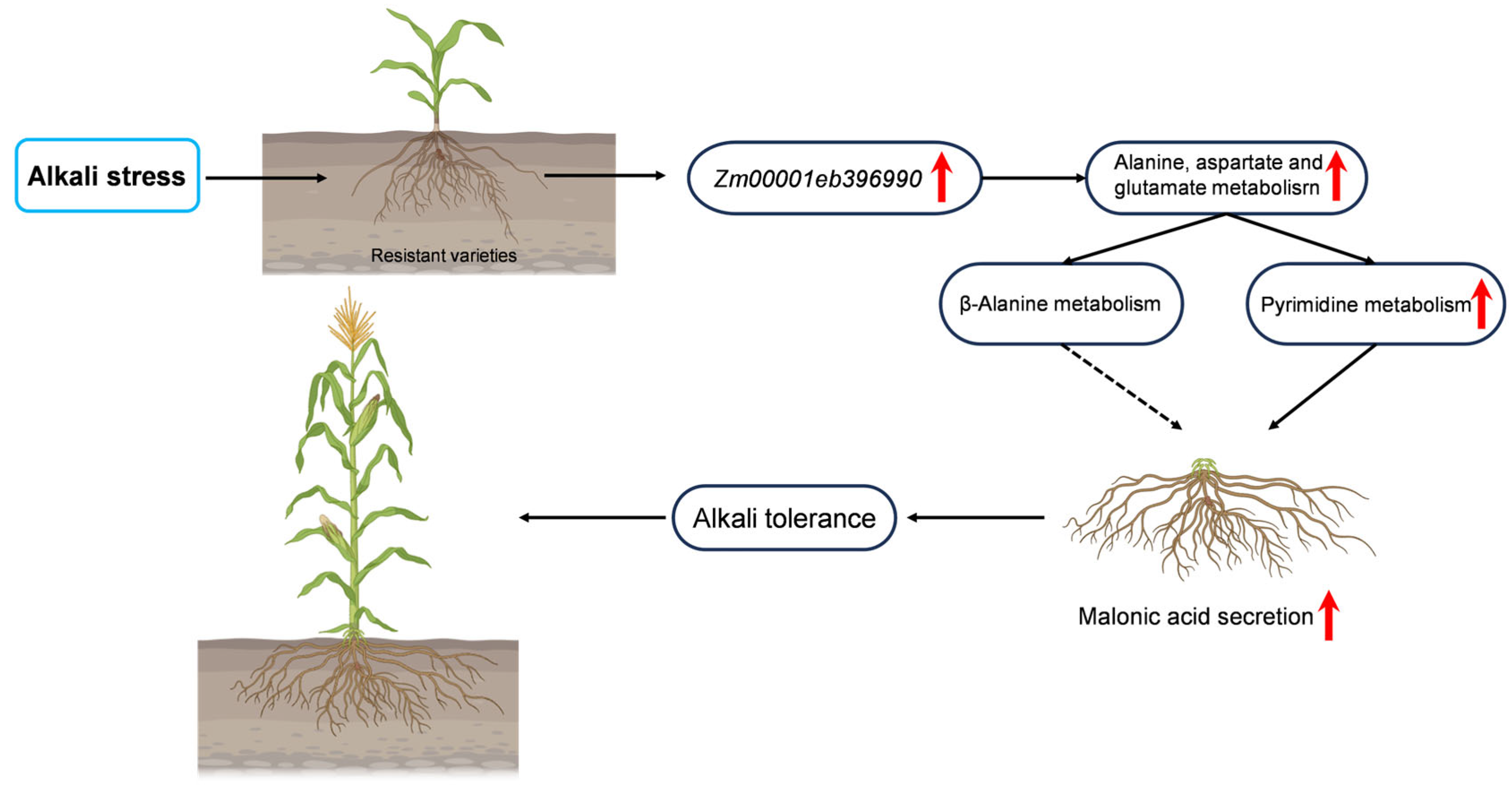 Ijms 26 10632 g005 Ijms 26 10632 g005