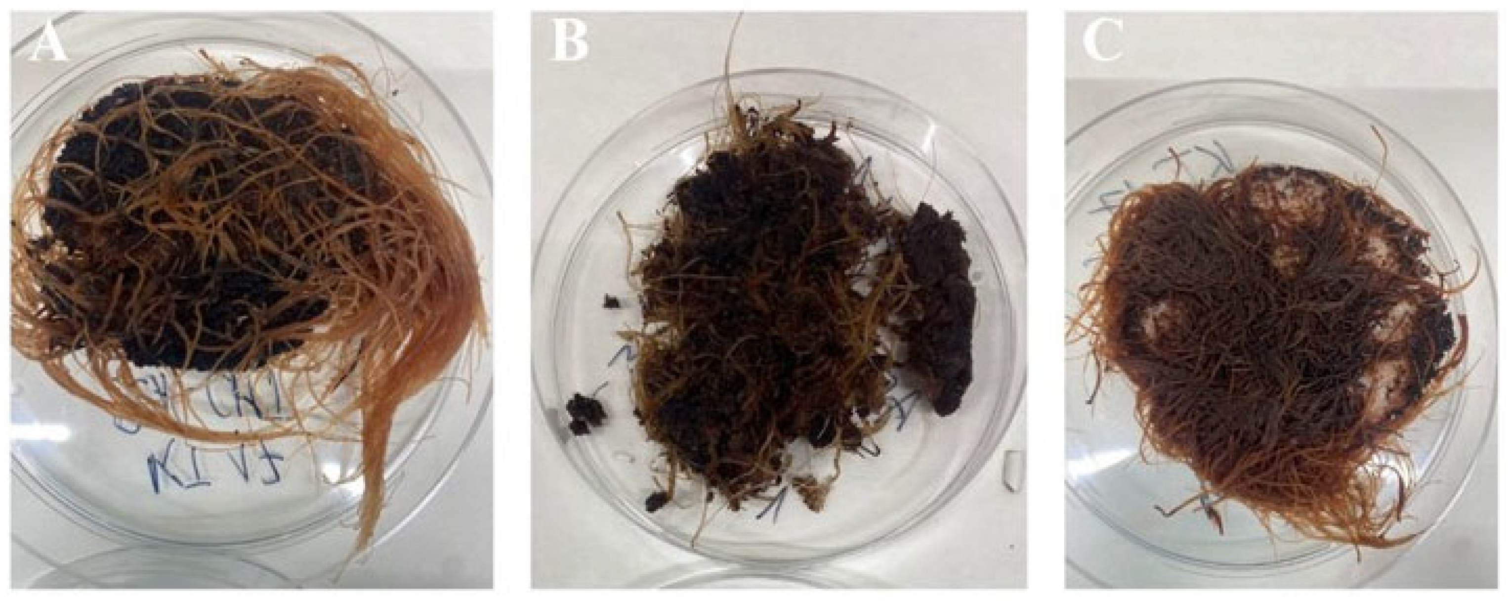 Ijms 26 10668 g009 Ijms 26 10668 g009