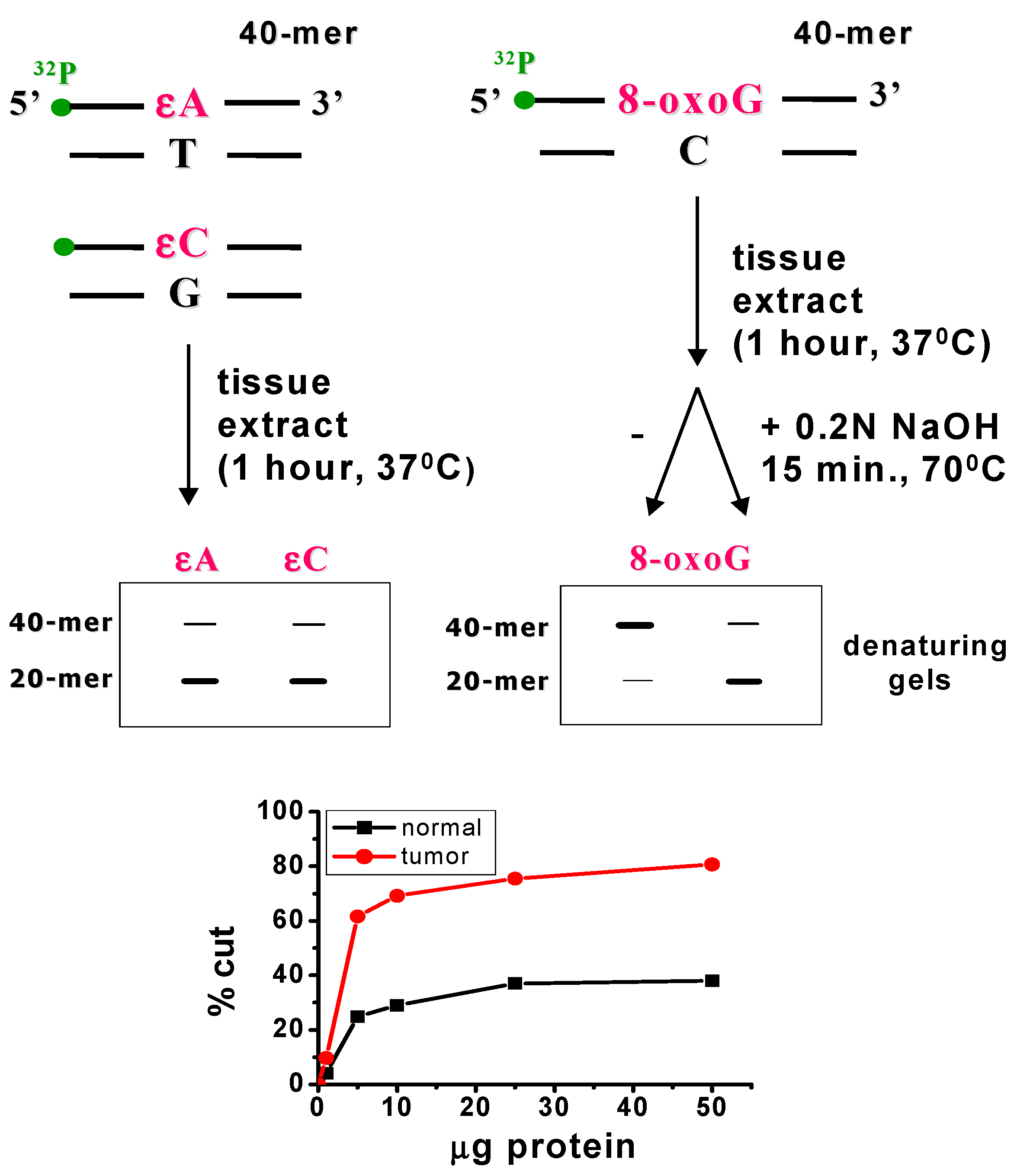 Ijms 26 10676 sch002