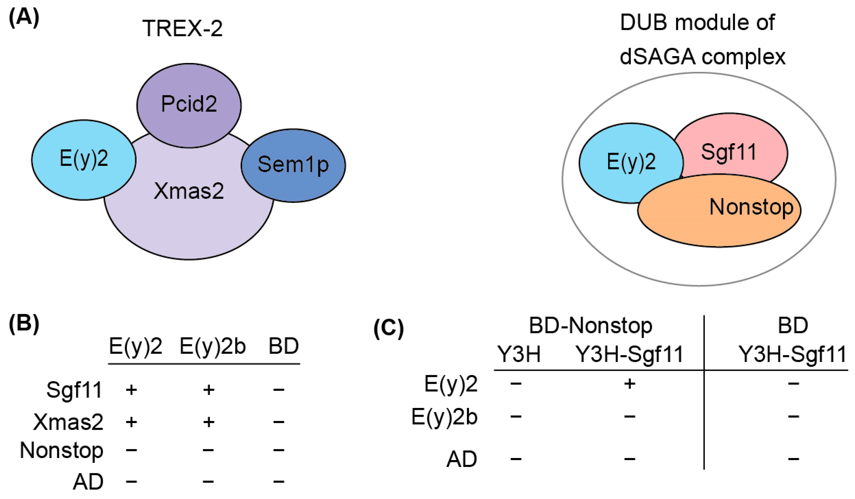 Ijms 26 10705 g004 Ijms 26 10705 g004