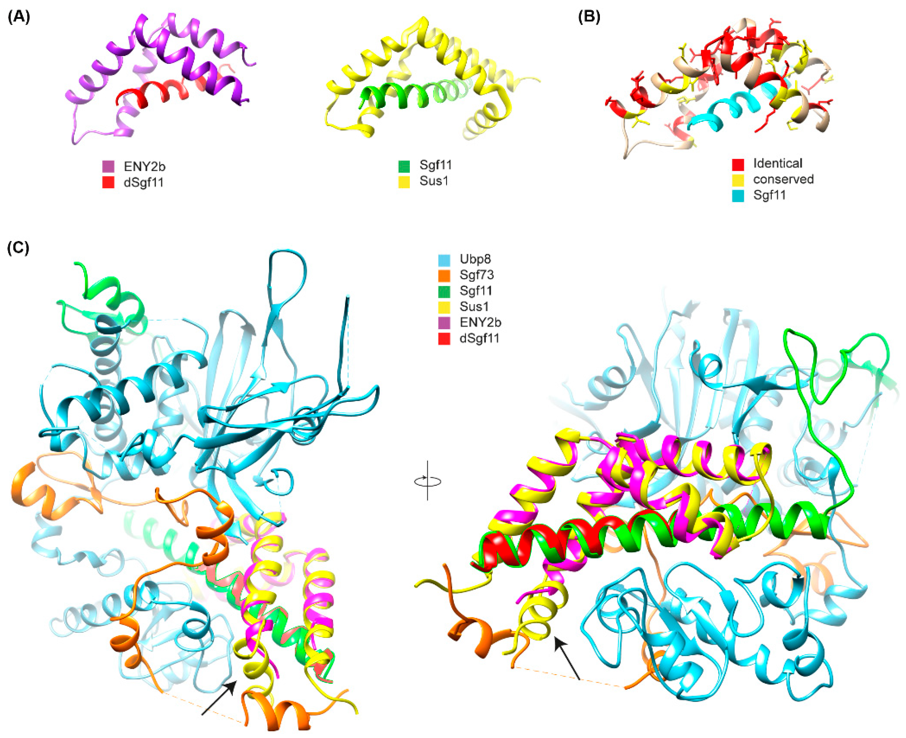 Ijms 26 10705 g005 Ijms 26 10705 g005
