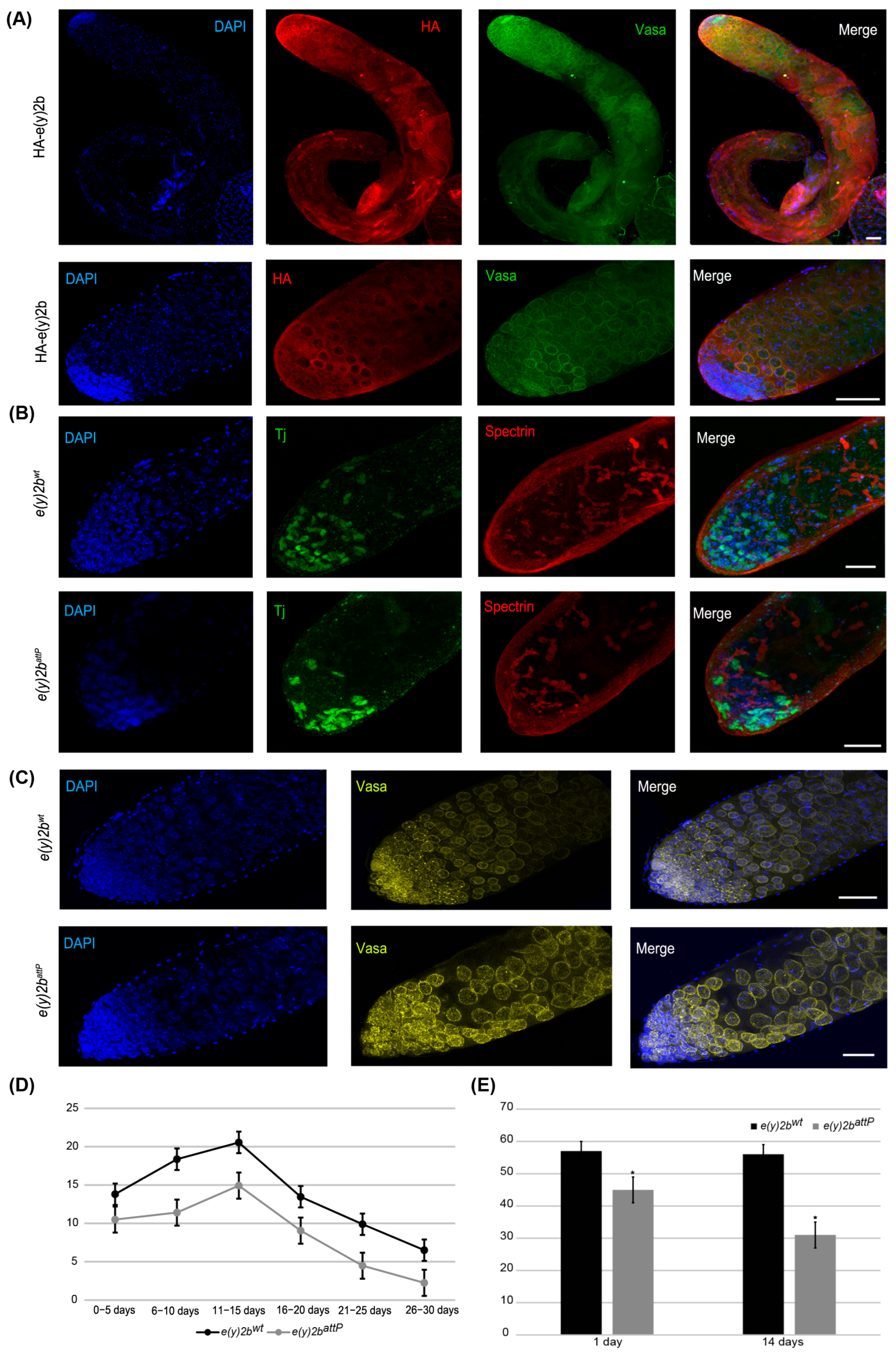 Ijms 26 10705 g006 Ijms 26 10705 g006
