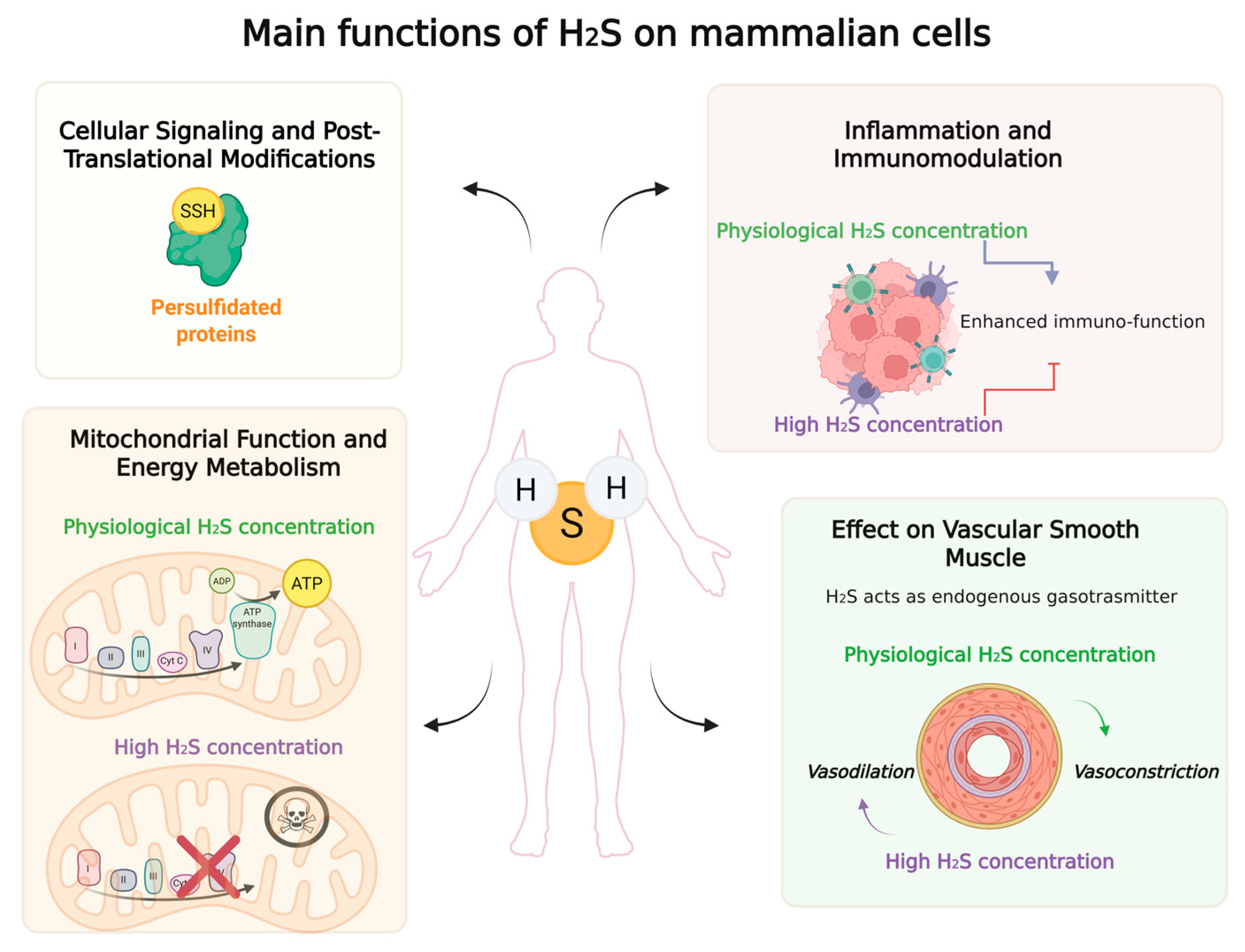 Ijms 26 10807 g001 Ijms 26 10807 g001