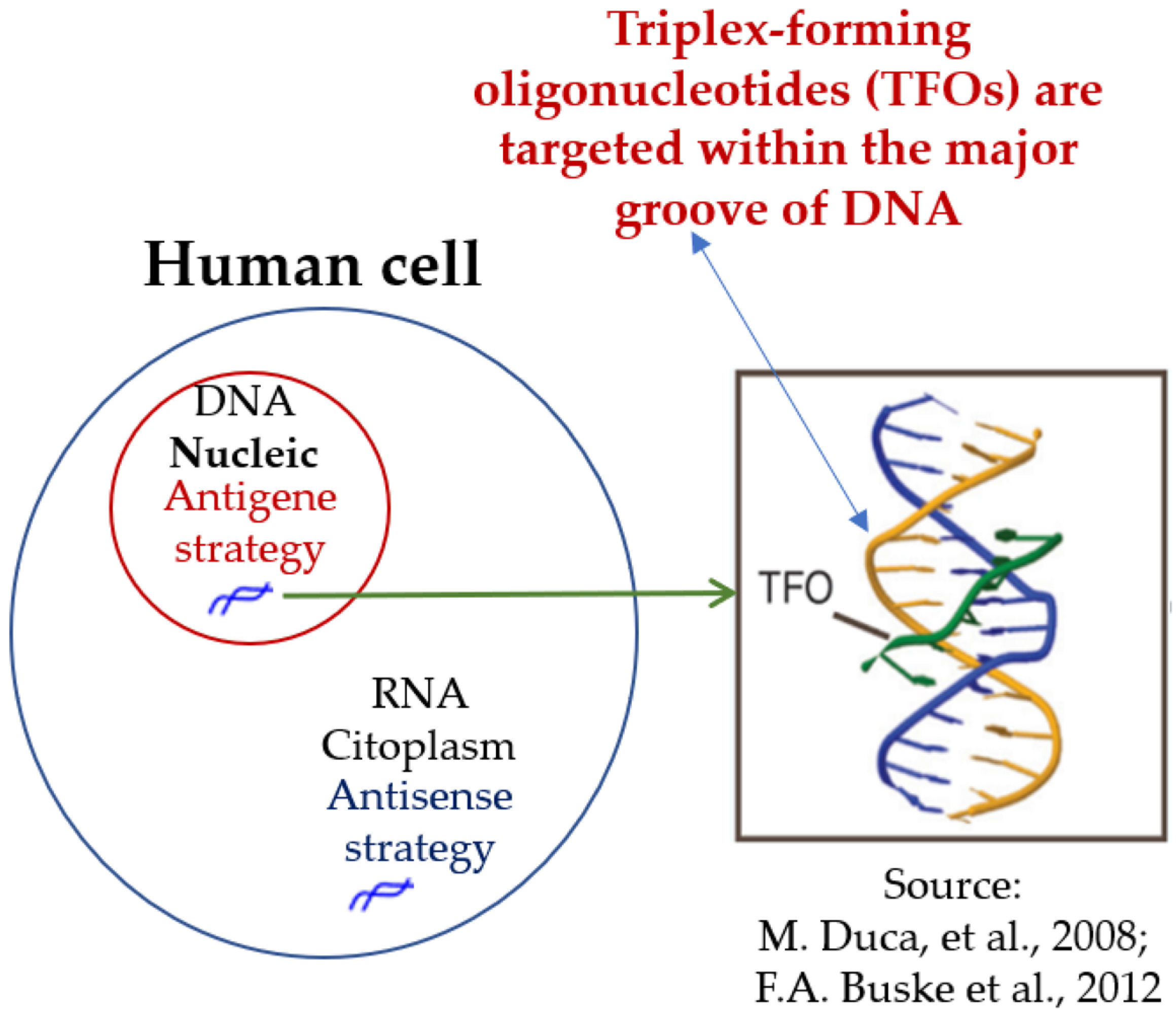 Antisense Versus Antigene in the Computer-Aided Design of Triplex ...