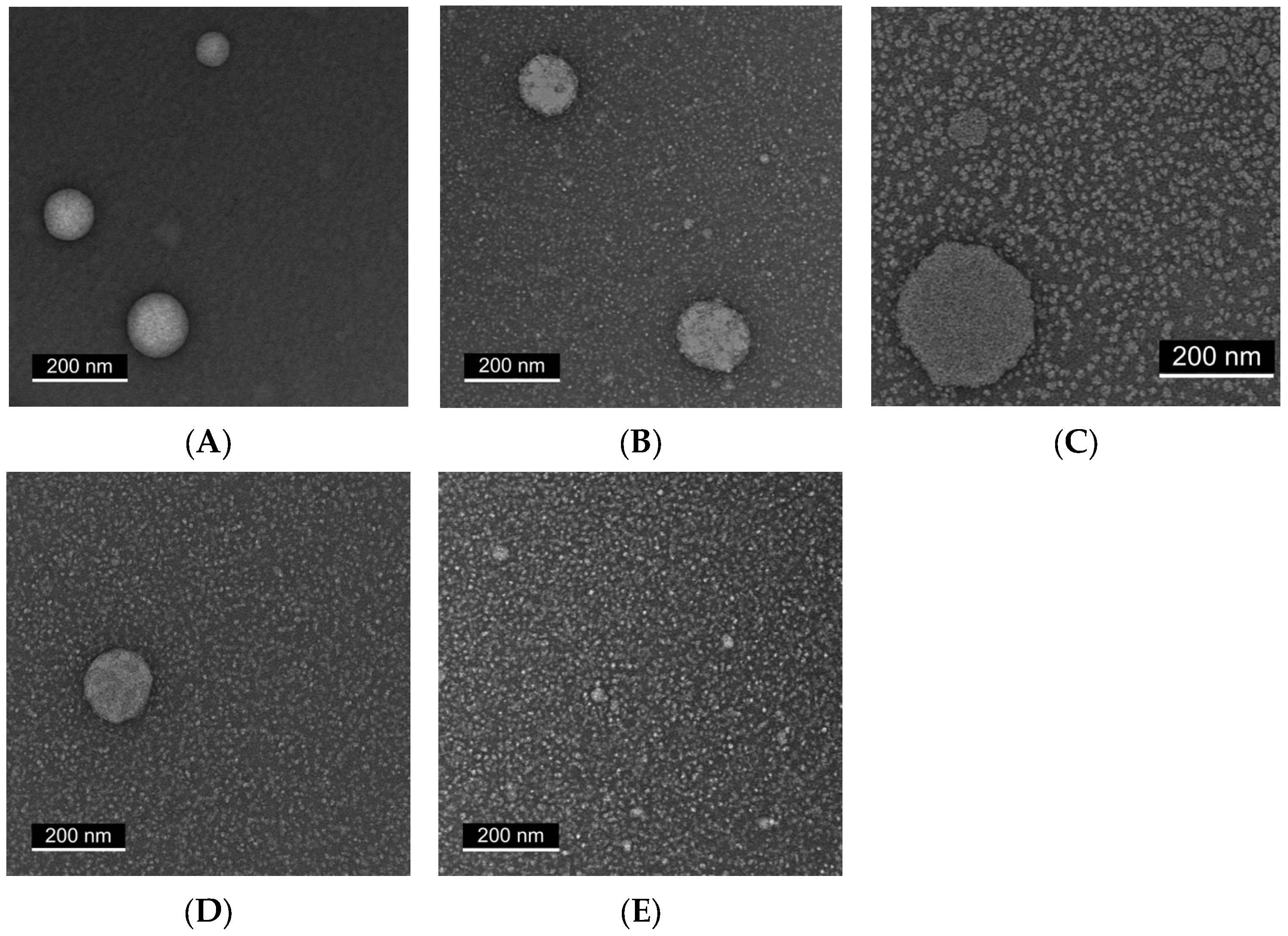 Ijms 26 11525 g003