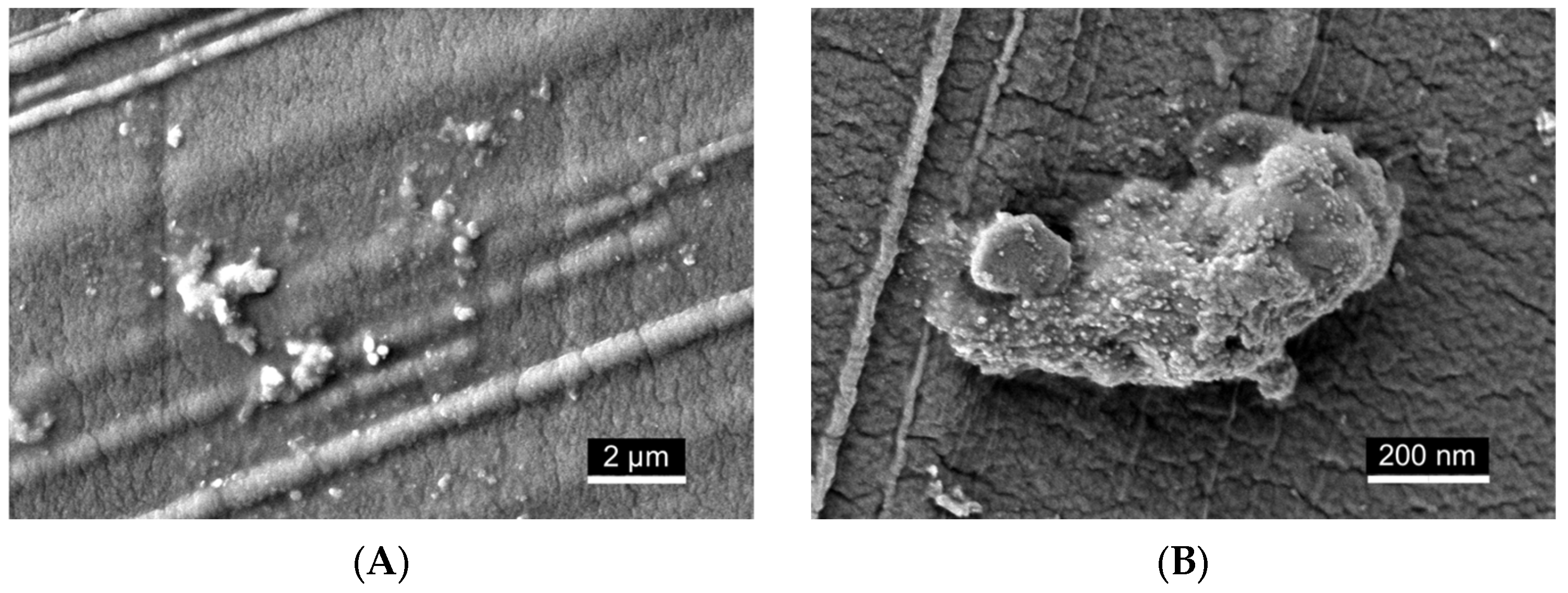 Ijms 26 11525 g007
