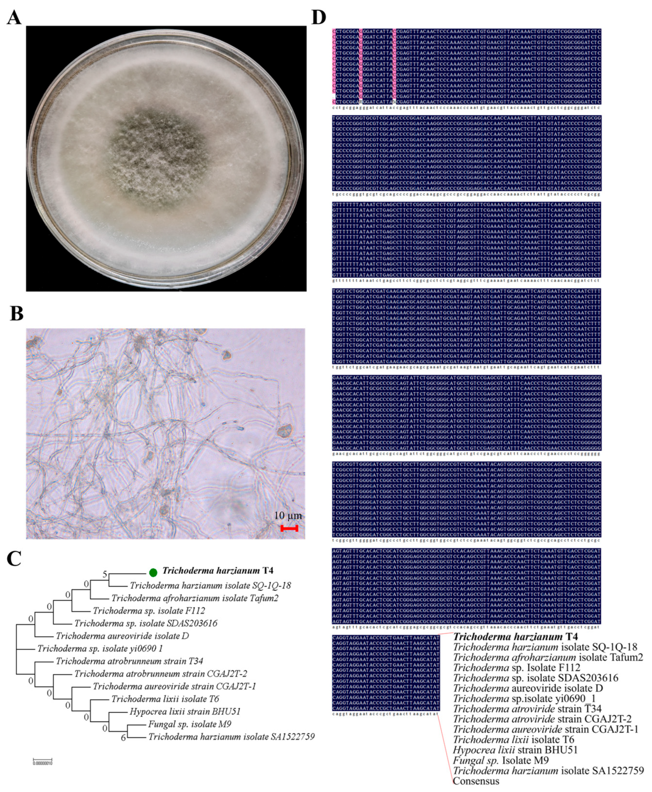 Ijms 26 11667 g001 Ijms 26 11667 g001