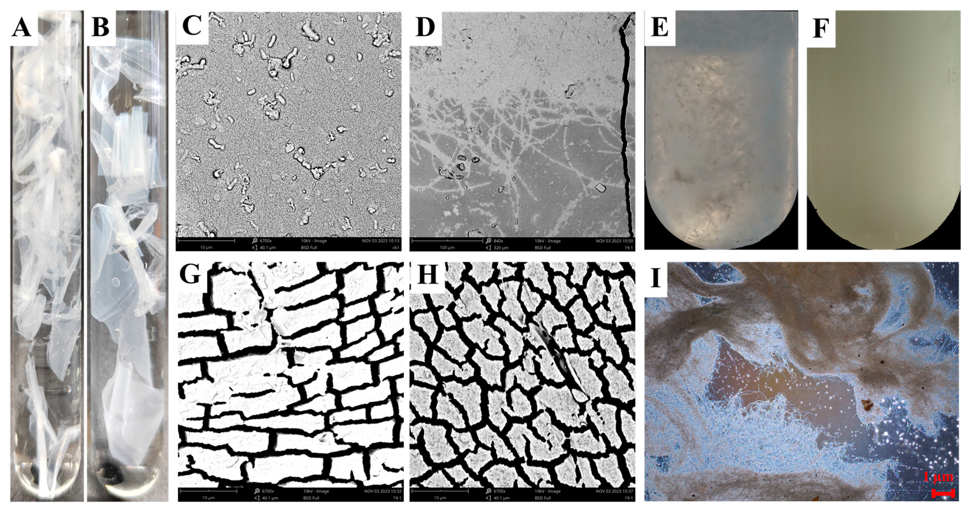 Ijms 26 11667 g002 Ijms 26 11667 g002