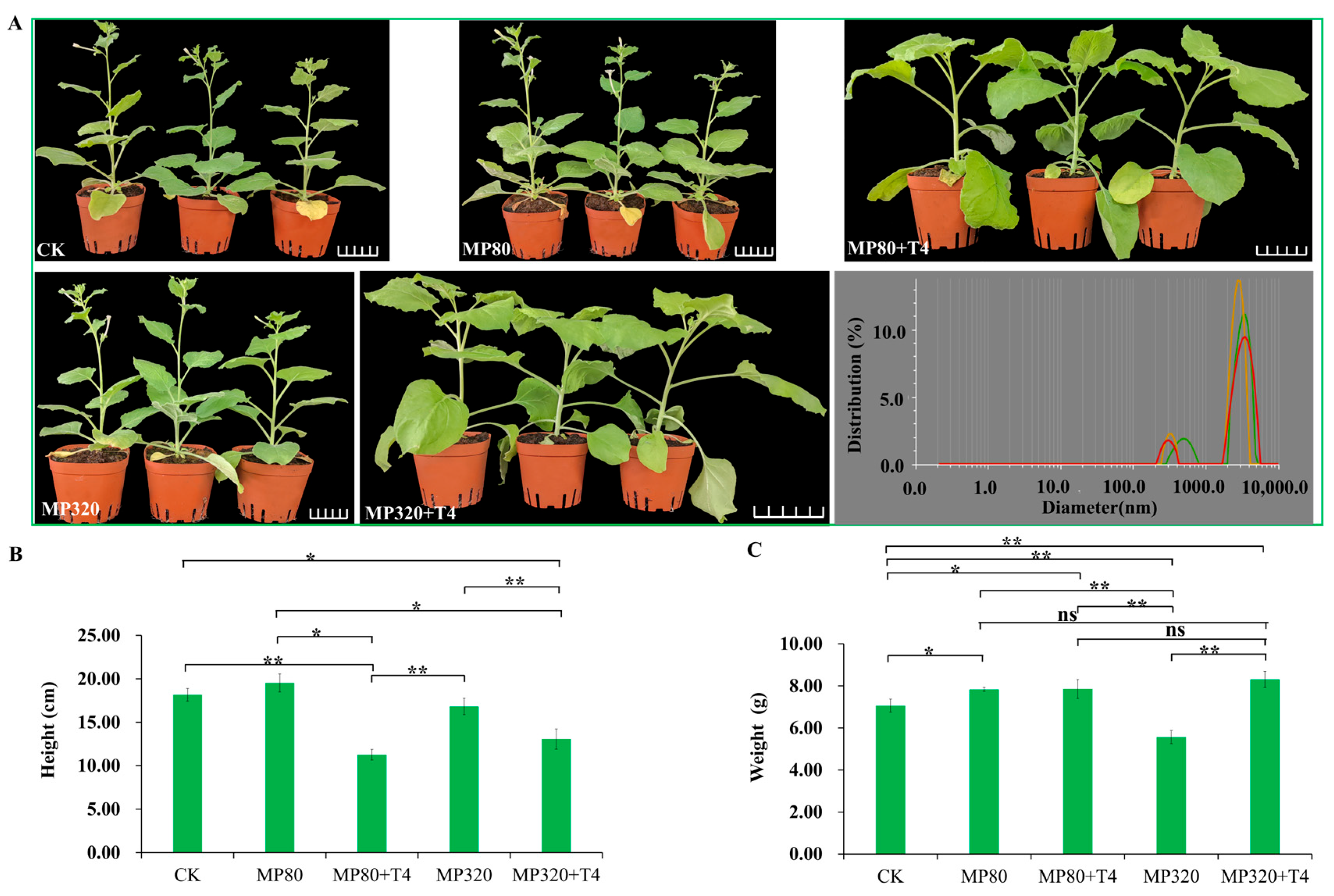 Ijms 26 11667 g003 Ijms 26 11667 g003