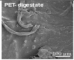 Ijms 26 11758 i008 Ijms 26 11758 i008