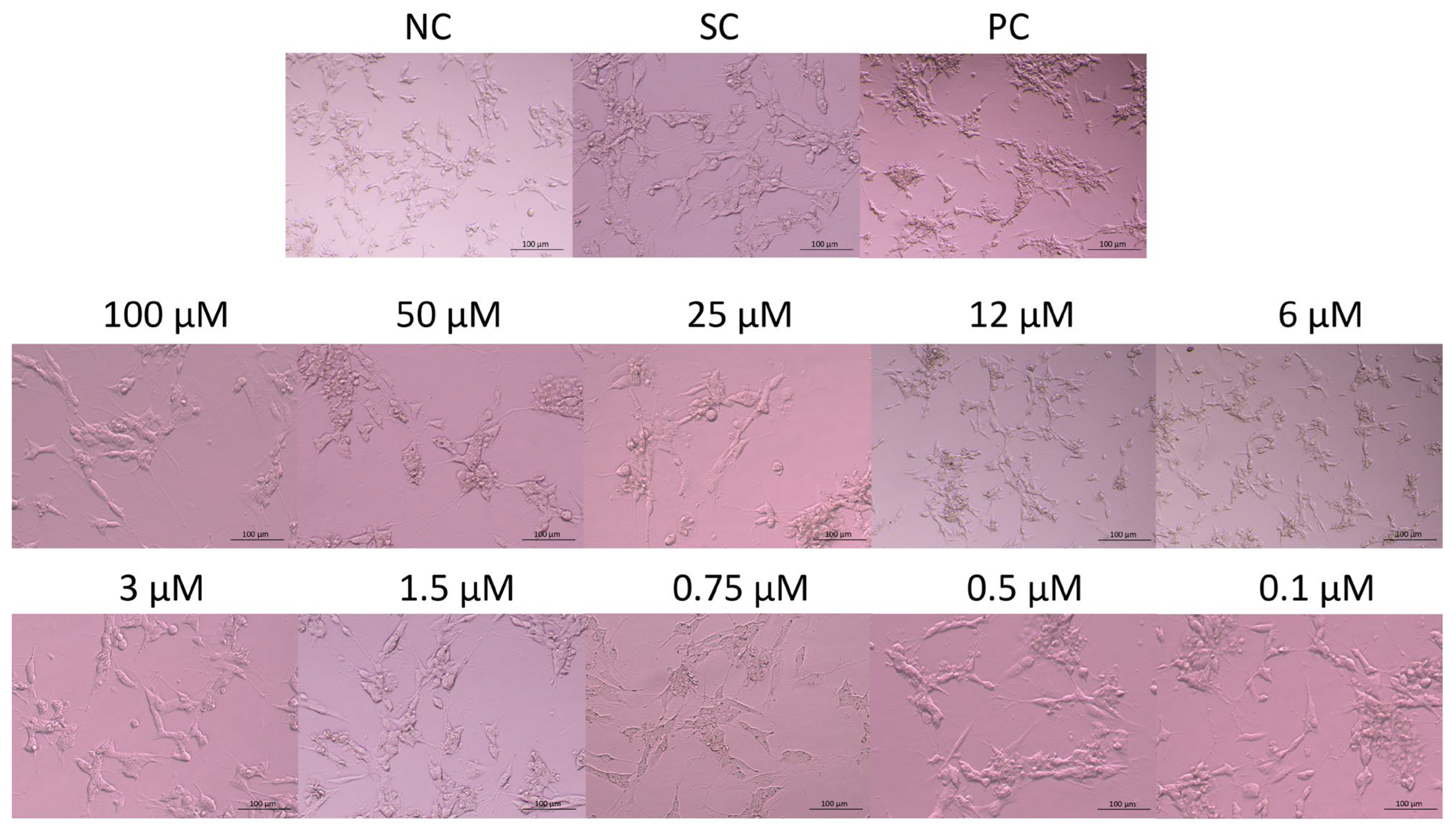 Ijms 26 11894 g002 Ijms 26 11894 g002