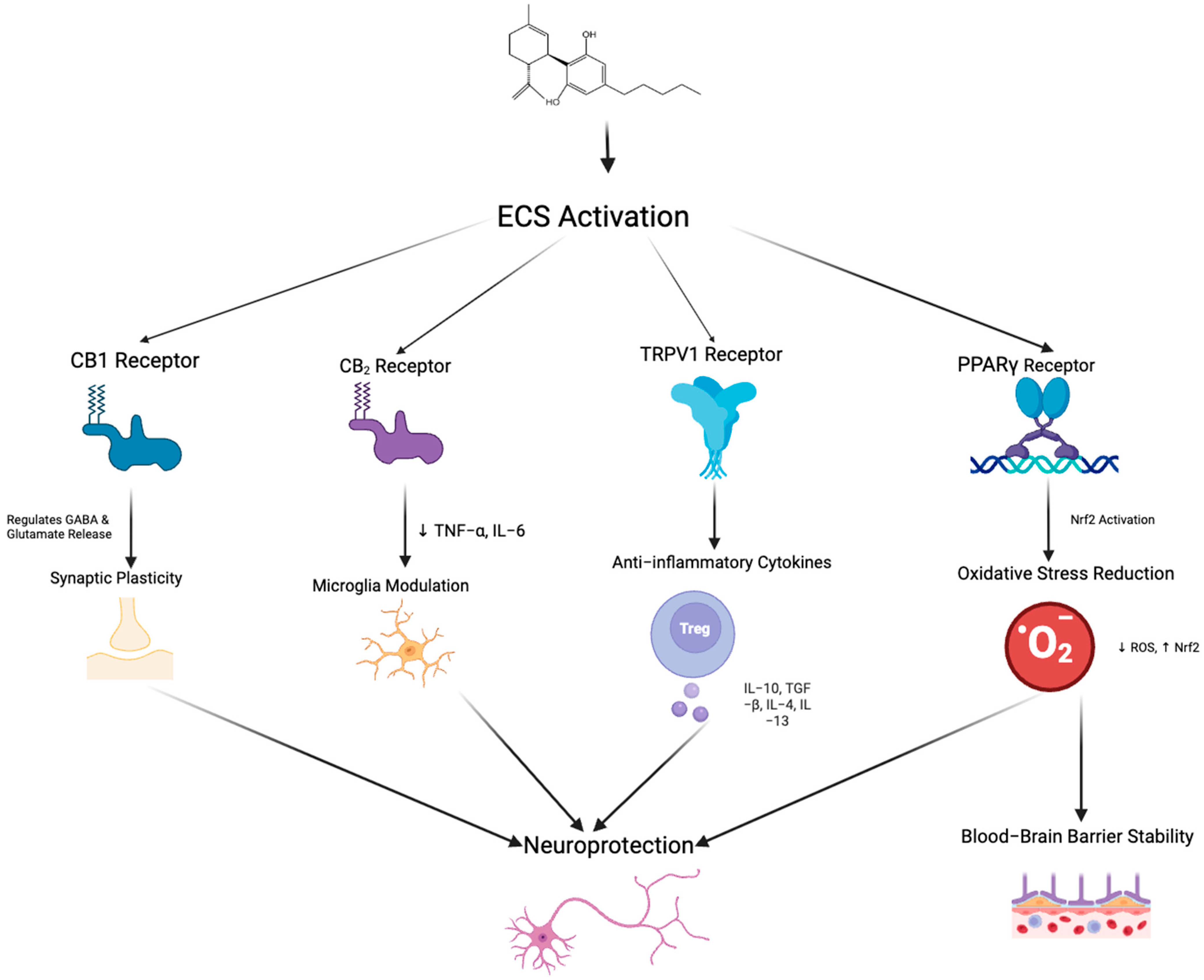 Ijms 26 11963 g003 Ijms 26 11963 g003