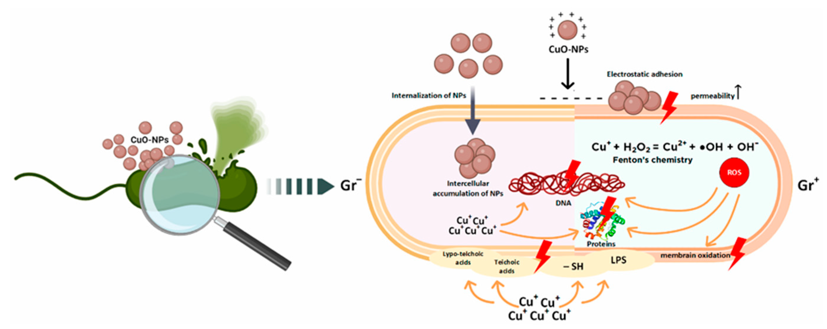 Ijms 27 00007 g003 Ijms 27 00007 g003