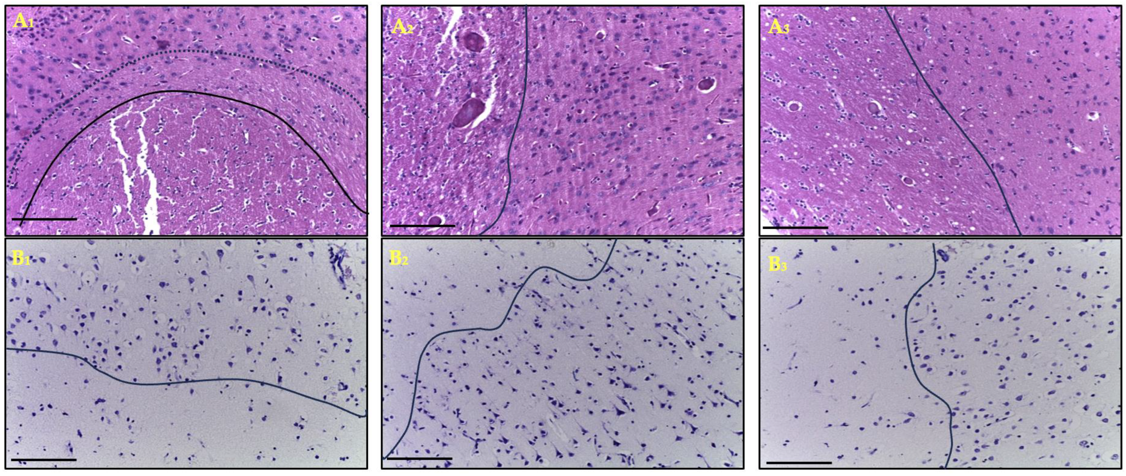 Ijms 27 00081 g001 Ijms 27 00081 g001