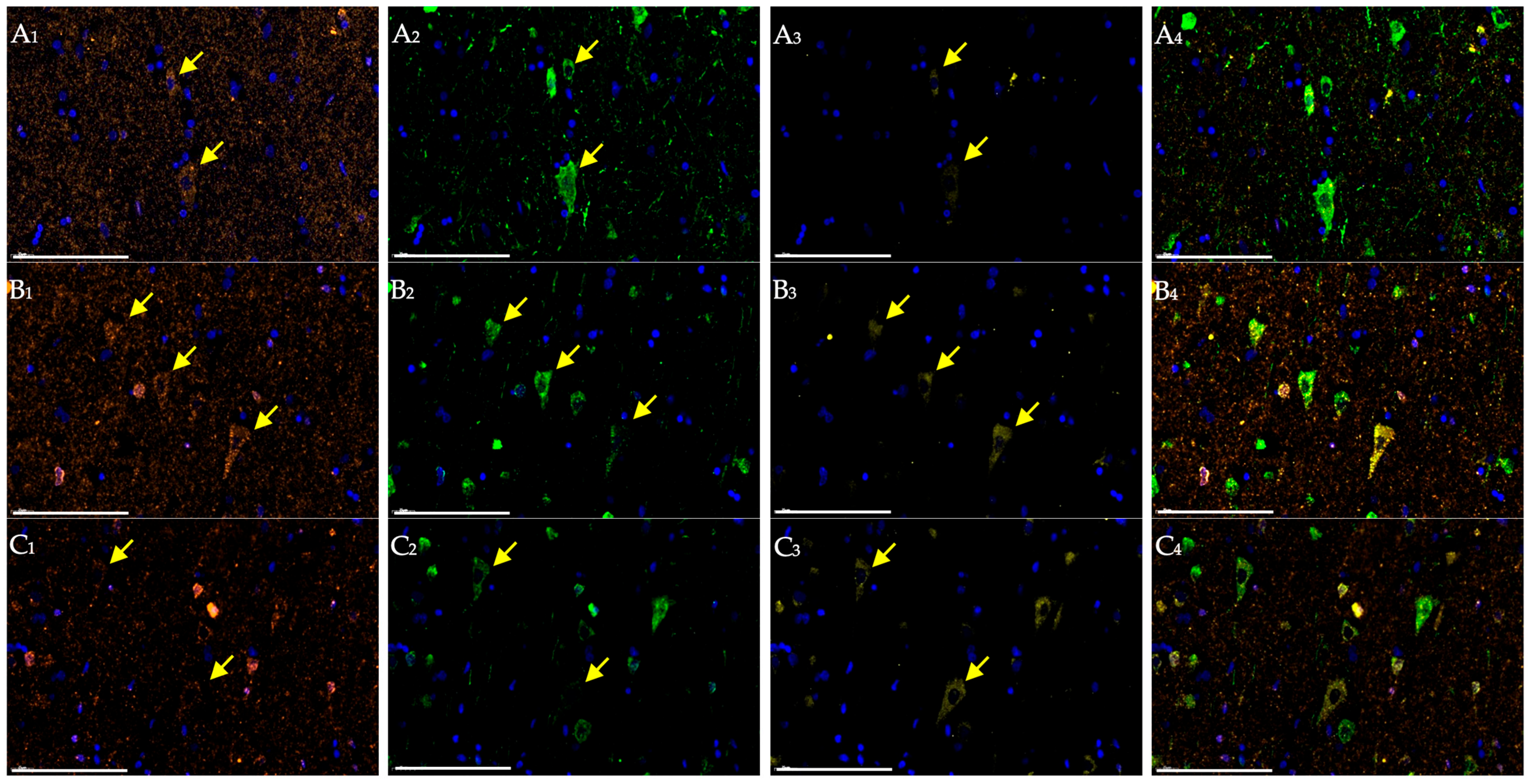 Ijms 27 00081 g002 Ijms 27 00081 g002