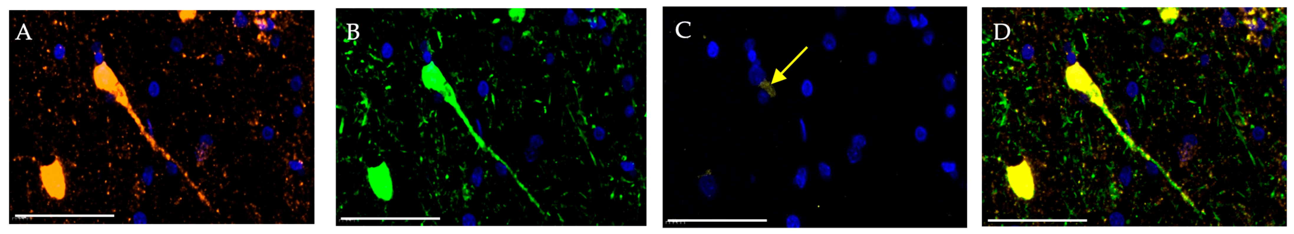 Ijms 27 00081 g003 Ijms 27 00081 g003