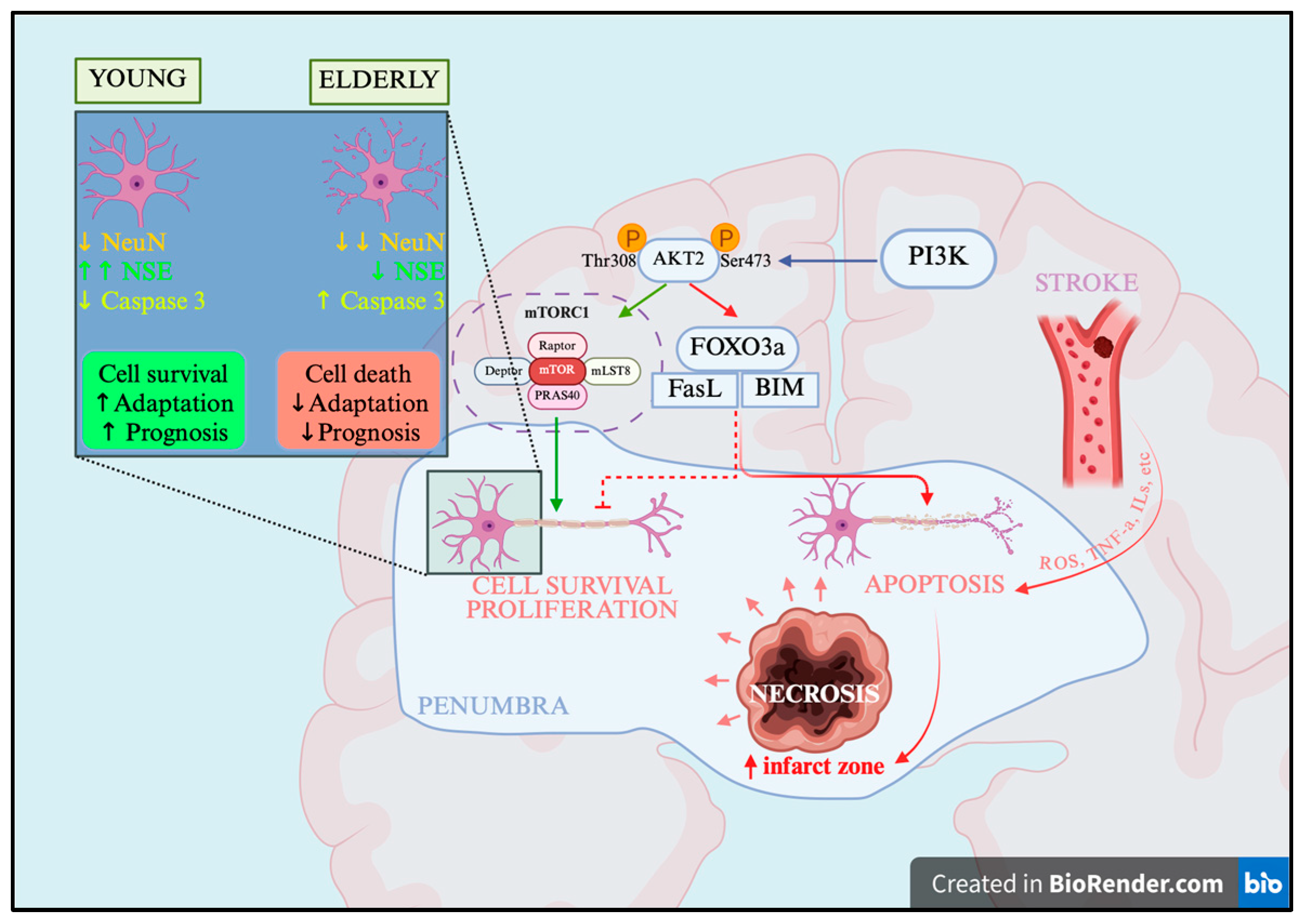 Ijms 27 00081 g005 Ijms 27 00081 g005
