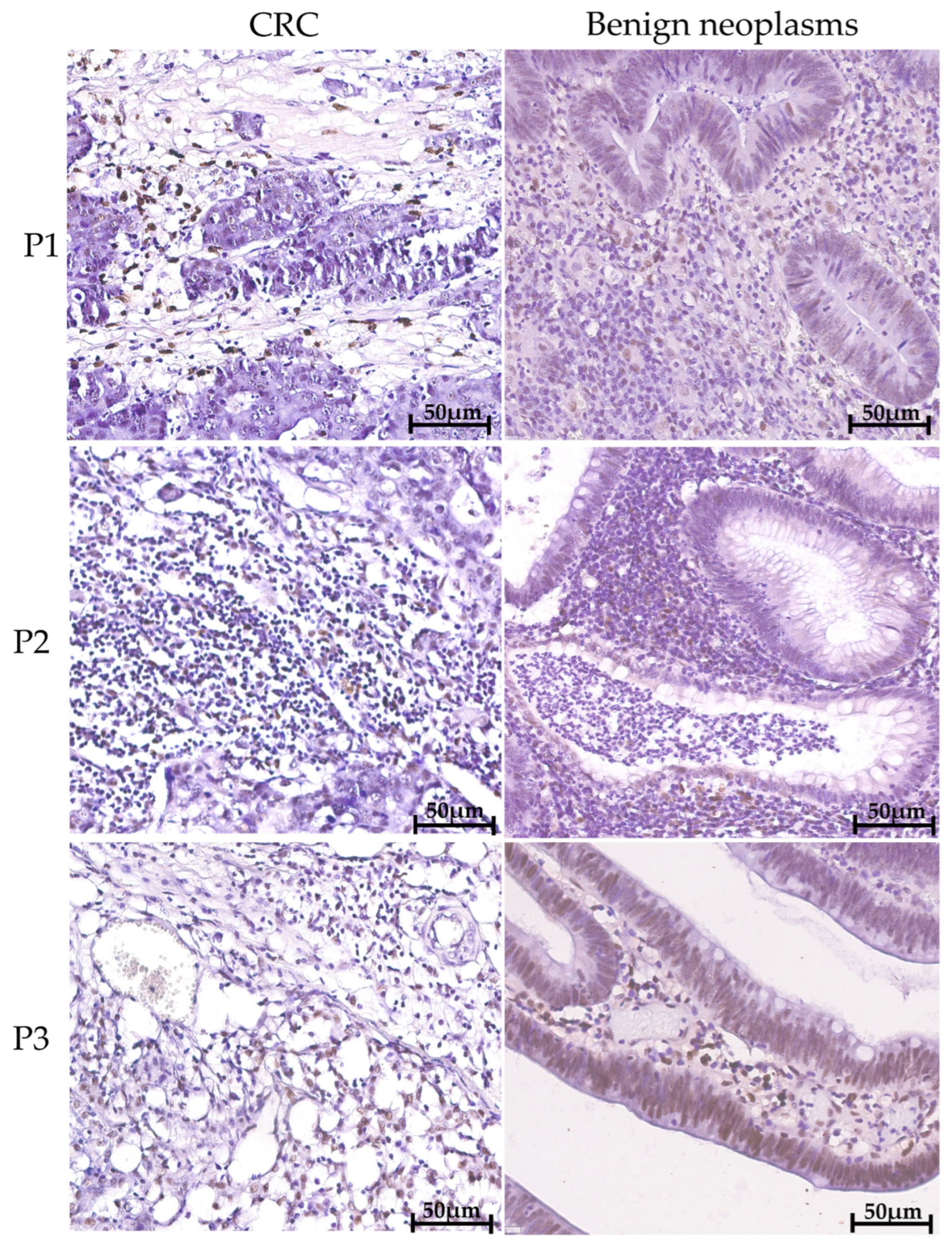 Ijms 27 00217 g001