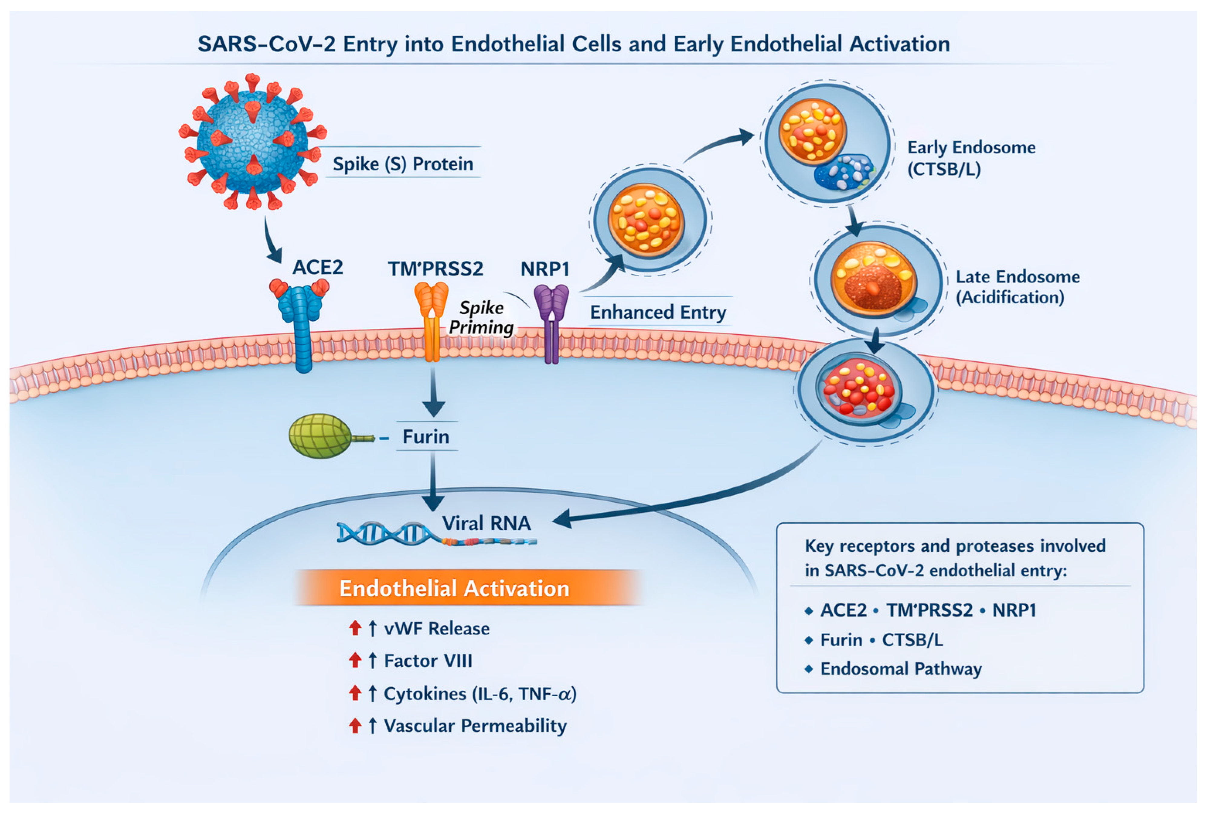 Ijms 27 00433 g002 Ijms 27 00433 g002