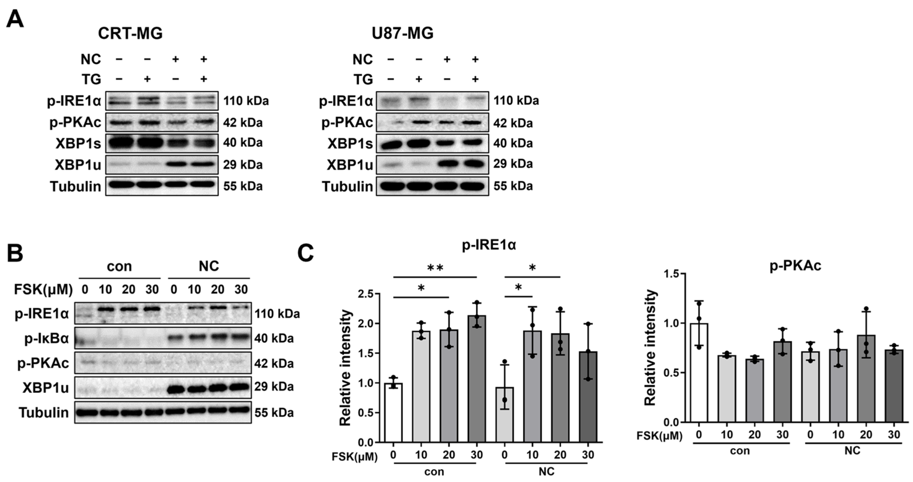 Ijms 27 00474 g003