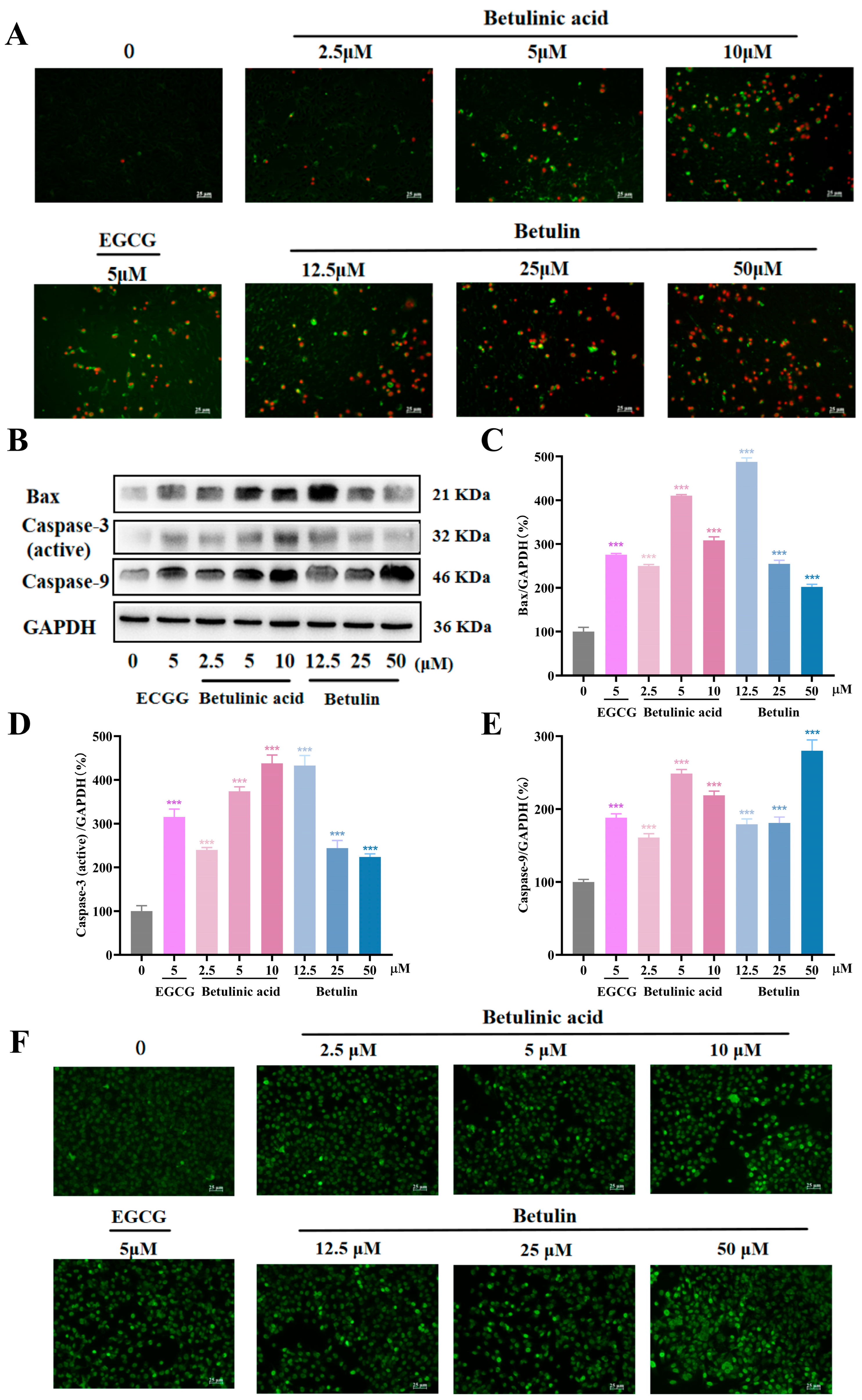 Ijms 27 00576 g004 Ijms 27 00576 g004