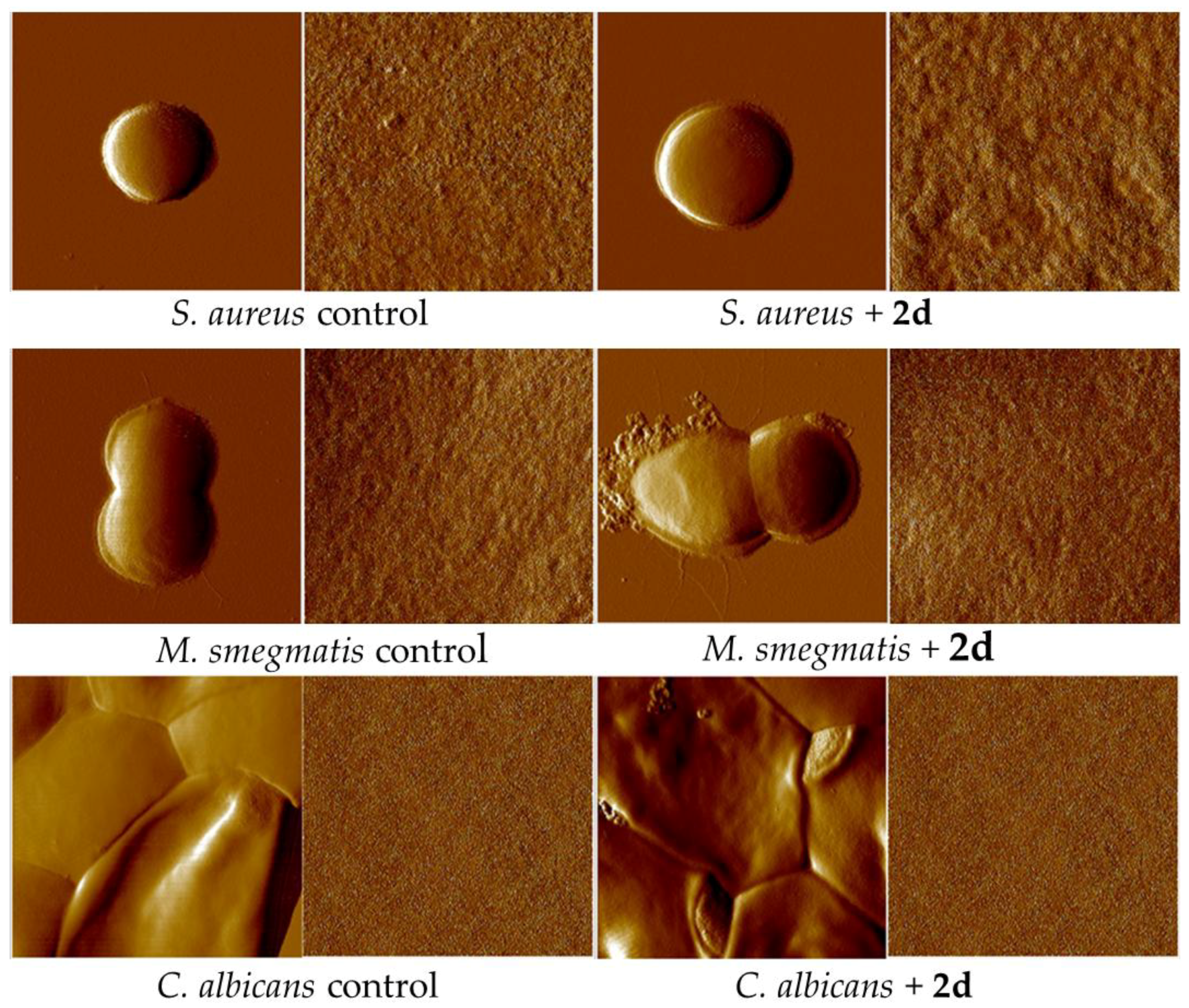 Ijms 27 00746 g008 Ijms 27 00746 g008