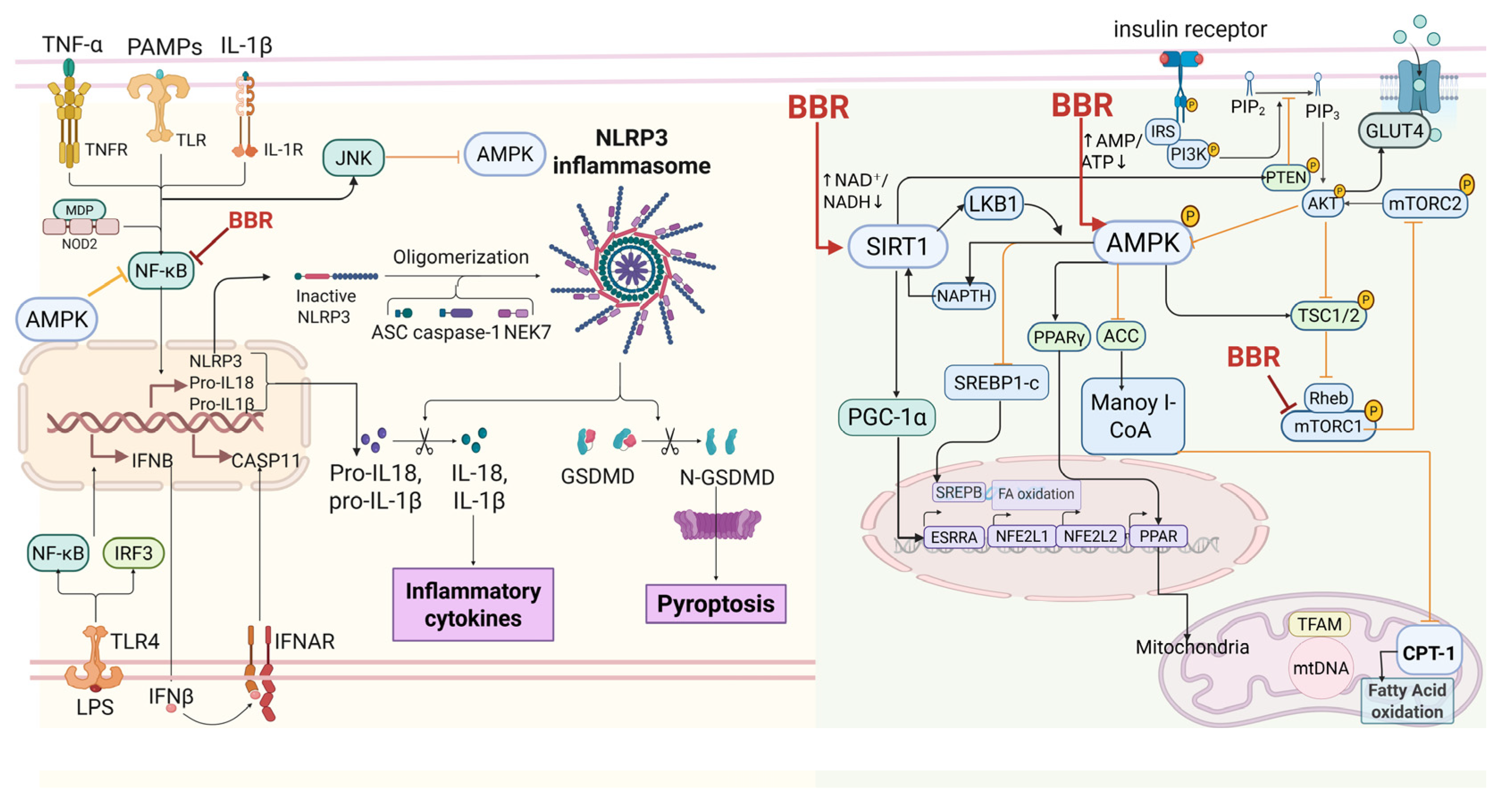 Ijms 27 00747 g002 Ijms 27 00747 g002