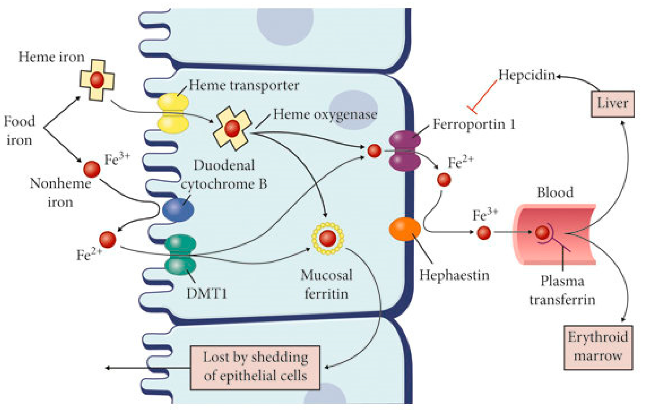 Ijms 27 00906 g001 Ijms 27 00906 g001
