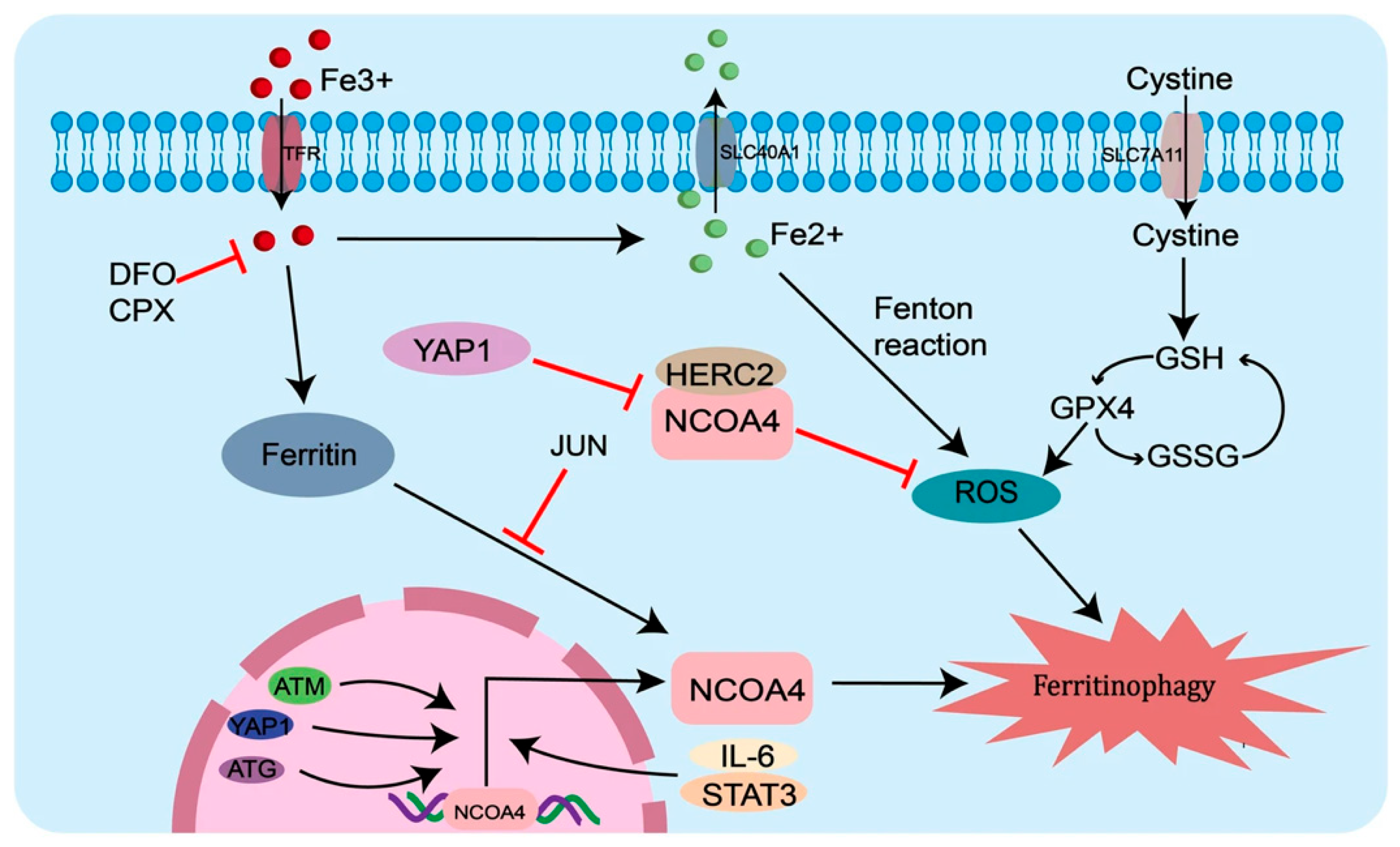 Ijms 27 00906 g002 Ijms 27 00906 g002