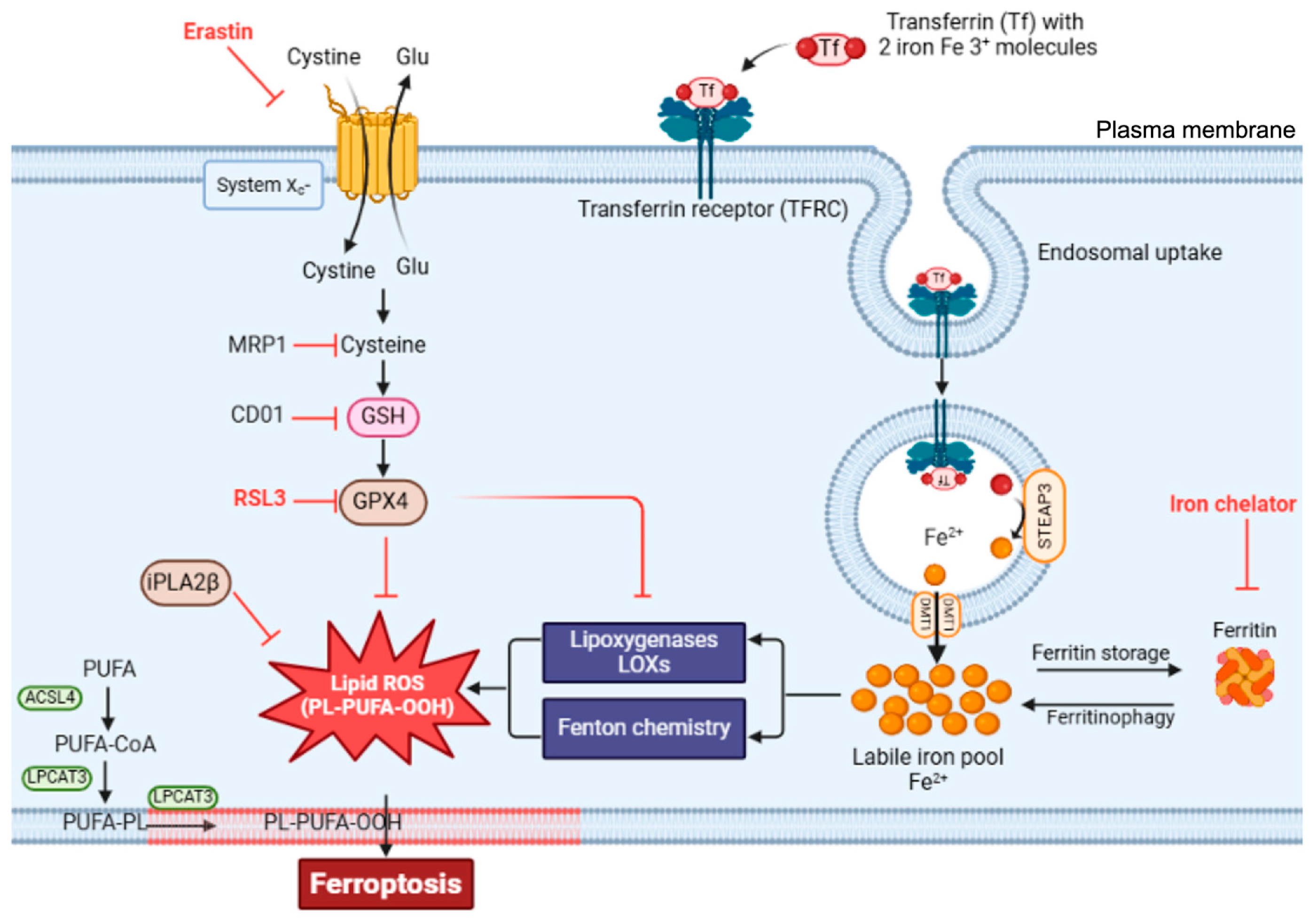 Ijms 27 00906 g003 Ijms 27 00906 g003