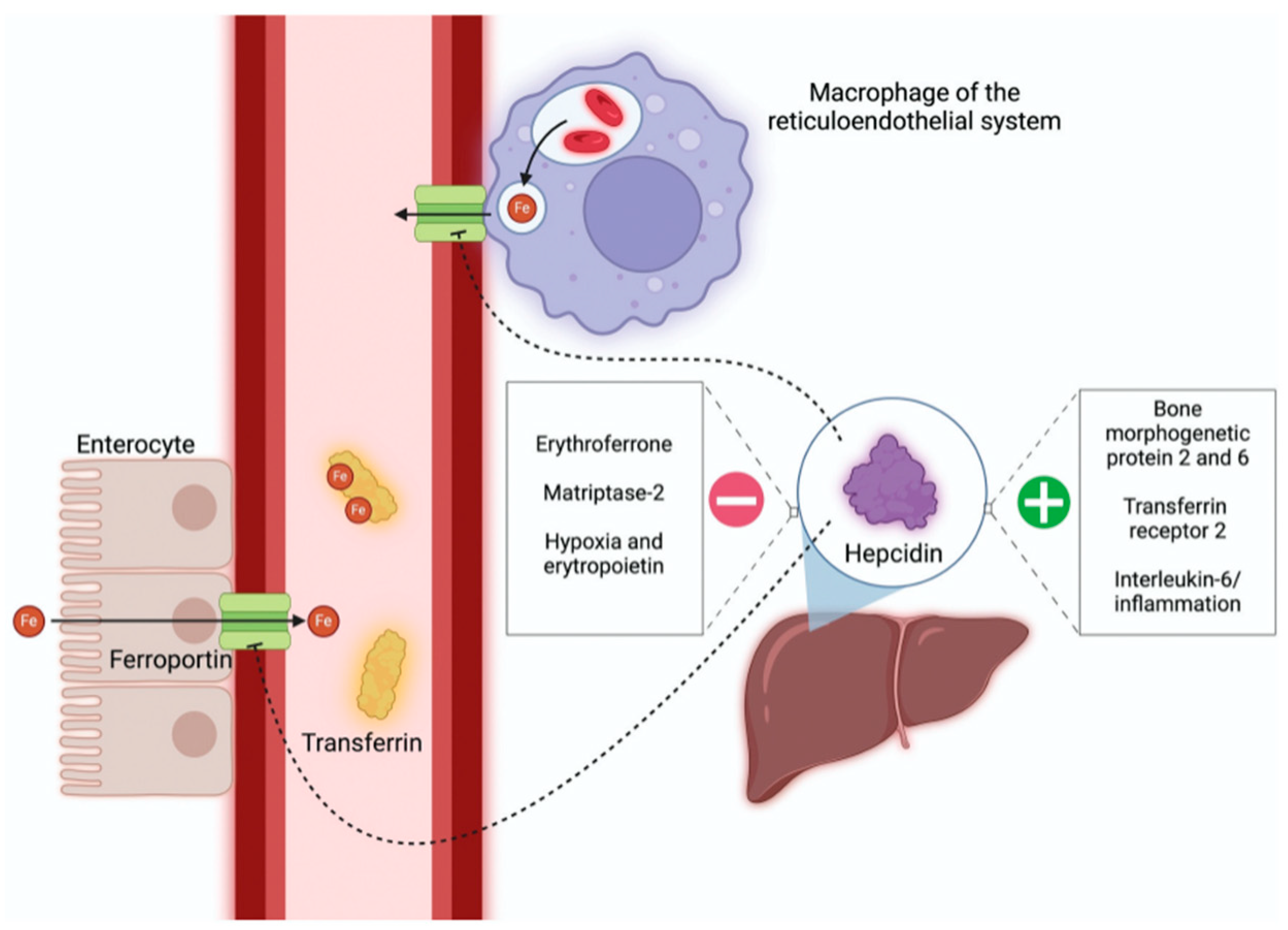 Ijms 27 00906 g004 Ijms 27 00906 g004