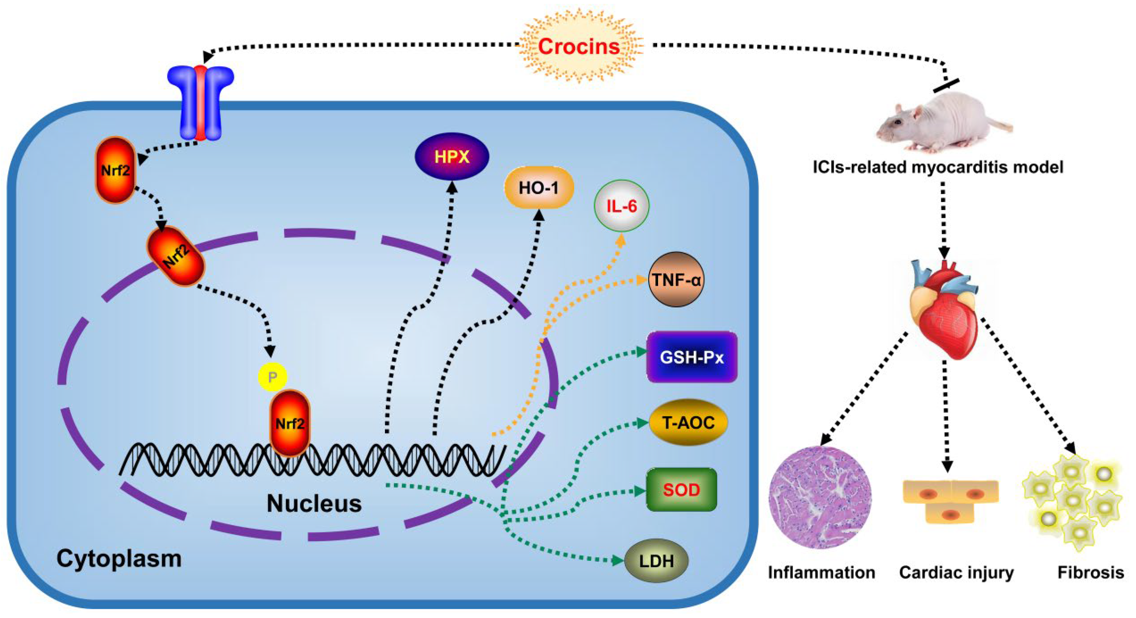 Ijms 27 00911 g008 Ijms 27 00911 g008
