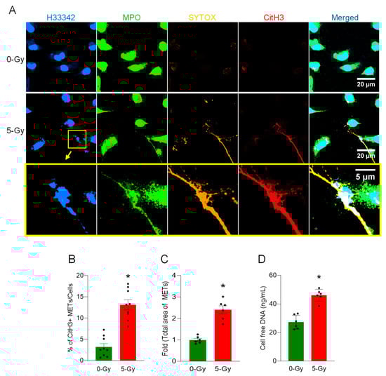 METs are released from peritoneal macrophages exposed to ionizing radiation. The release of METs from peritoneal cells exposed to radiation (5 Gy) was observed by confocal microscopy, (A) Confocal z-stack images were processed by maximum-intensity projection. The DNA was stained with Hoechst 33342 and SYTOX Orange in the cell culture media. Immunostaining for MPO and citrullinated Histone H3 was done after the fixation of the cells. The immunofluorescence microscopy shows that 5 Gy irradiation significantly increases the citrullination of histone H3, whereas no significant citrullinated histone H3 was detected in the control cells. Scale bar, 20 µm. The region in the yellow box in the middle panel is magnified to show the detail of the MET morphology; scale bar, 5 µm. The blown-up images of the yellow box show that CitH3 and MPO are colocalized in SYTOX Orange-positive extracellular DNA (bottom panel). (B) METs released in the culture media were quantified by image analysis. Student’s t-test: * p < 0.05 vs. 0 Gy control cells. Data were collected from three independent experiments, each with three image fields. (C) Based on the regions of interest detected in the immunofluorescence image of CitH3 and H33342, we calculated the total area of METs detected. Student’s t-test: * p < 0.05 vs. 0 Gy control cells. Data were collected from two independent experiments, each with three image fields. (D) Cell-free DNA in the culture media was quantified immediately after collecting the culture supernatant. Student’s t-test: * p < 0.05 vs. 0 Gy control cells. Data were collected from two independent experiments, each with three biological replicates.