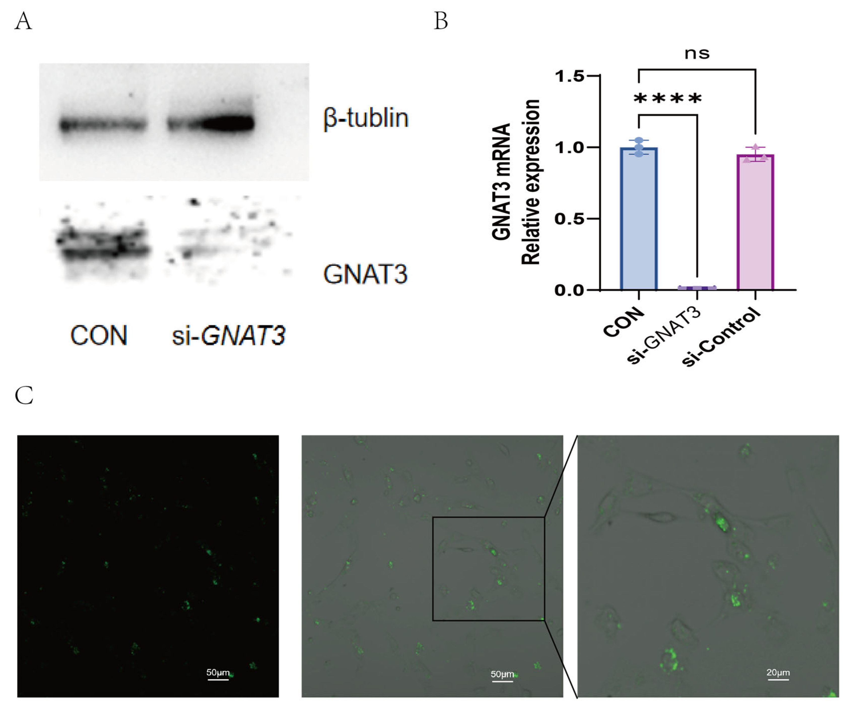 Ijms 27 00997 g004