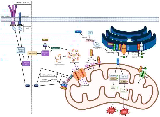 Extrinsic and intrinsic apoptotic pathways and BCL-2 and BCL-xL functions. Activation of the extrinsic pathway is initiated by extracellular death signals that activate death receptors, such as Fas and TRAIL receptors, which in turn activate caspase-8 and caspase-10 resulting in apoptosis induction. The intrinsic pathway is promoted by intracellular stress signals, including DNA damage, leading to repression of BCL-2 antiapoptotic protein members and activation of BH3-only proteins. This will lead to activation of pro-apoptotic proteins such as BAX and BAK, inducing MOMP that promotes caspases-3 and -7 activity resulting in apoptosis. BCL-2 is also involved in the regulation of ROS production by, in normal conditions, increasing ROS through the promotion of COX activity (green arrows), while under oxidative stress it decreases COX activity and consequently ROS levels (red arrows) and in autophagy repression by interfering with GABARAP lipidation. Both BCL-xL and BCL-2 prevent autophagy by inhibiting Beclin-1, and they can also inhibit ryanodine receptors and IP3 receptors preventing Ca2+ pro-apoptotic release. However, when in low levels, BCL-xL can promote Ca2+ release through IP3 receptors. BCL-xL can also inhibit VDAC1, preventing Ca2+ pro-apoptotic signaling from entering the mitochondria. The binding of BCL-xL to PINK1 and/or PARK2 inhibits mitophagy induction. Abbreviations: APAF-1, apoptotic protease activating factor 1; ATG4, autophagy-related 4; BAK, BCL-2 homologous antagonist/killer; BAX, BCL-2-associated X protein; BCL, B-cell lymphoma; BID, BH3-interacting domain death agonist; COX, cytochrome c oxidase; FADD, Fas-associated protein with death domain; GABARAP, GABA type A receptor-associated protein; IP3R, inositol 1,4,5-trisphosphate receptor; MCL-1, myeloid cell leukemia 1; MOMP, mitochondrial outer membrane permeabilization; PI3KC3, class III phosphatidylinositol 3-kinase complex; PINK1, PTEN-induced kinase 1; ROS, reactive oxygen species; RyanR, ryanodine receptor; SMAC, second mitochondria-derived activator of caspases; TRAIL, TNF-related apoptosis-inducing ligand; VDAC1, voltage-dependent anion channel 1; XIAP, X-linked inhibitor of apoptosis protein.