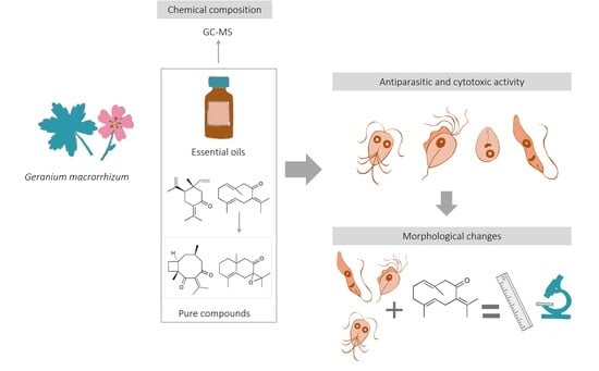 Selectivity indexes of main components of. G. macrorrhizum on extracellular protozoa (T. gallinae and G. duodenalis trophozoites and L. infantum promastigotes).