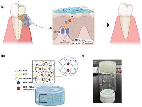 CPNloaded hydrogel system for periodontal treatment. (a) Illustration of CPN hydrogel application to inflamed periodontal tissue. (b) Schematic representation of the hydrogel network structure incorporating chitosan, boric acid, and CBD–PLGA nanospheres. (c) Experimental photograph showing the actual fabricated CPN hydrogel.