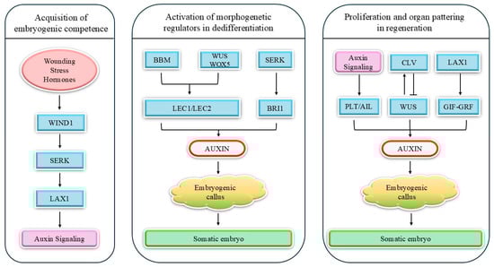 Regulatory network of pro-regenerative transcription factors controlling somatic embryogenesis and regeneration.