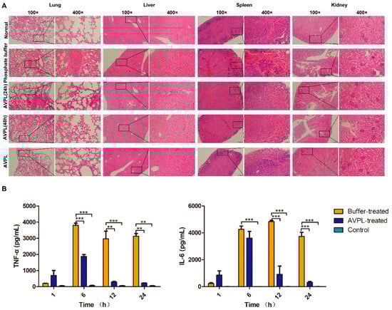 Pathological changes and cytokine levels. (A) Histopathology following S. suis infection. Lungs, liver, spleen, and kidneys from each group of mice were taken and stained with H&E (magnification, ×100, ×400) at 24 h and 48 h postinfection. A single dose of 600 µg/mouse AVPL was administered intraperitoneally for safety analysis. (B) The cytokine levels in mice were determined. IL-6 and TNF-α serum levels were measured in each group of mice at 1 h, 6 h, 12 h, and 24 h postinfection. Sera from healthy mice were used as controls. ** p < 0.01, *** p < 0.001. Data represent the mean ± SD (n = 3).