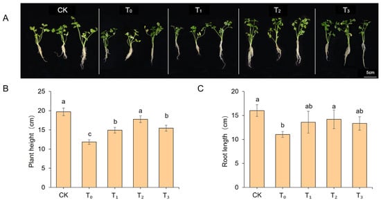 Phenotypic and growth parameters of celery seedling under different treatments. (A) Phenotypic characteristics of celery seedlings under salt stress. (B) Plant height. (C) Root length. Data are presented as mean ± SD (n = 3). Different lowercase letters above bars indicate statistically significant differences among treatments as determined by one-way ANOVA followed by Duncan’s multiple range test (p < 0.05). CK: Blank control, T0: salt stress treatment, T1: 100 μM exogenous MT + salt stress, T2: 200 μM exogenous MT + salt stress, T3: 300 μM exogenous MT + salt stress.