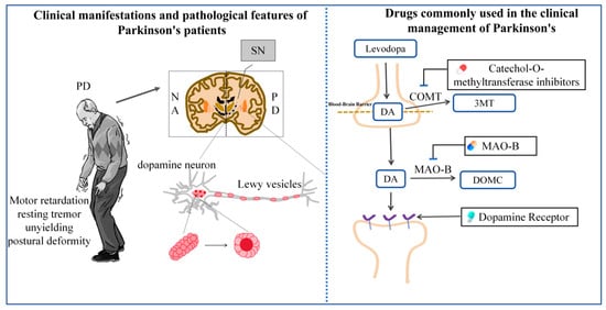 Pathological features of PD and commonly used clinical medications.