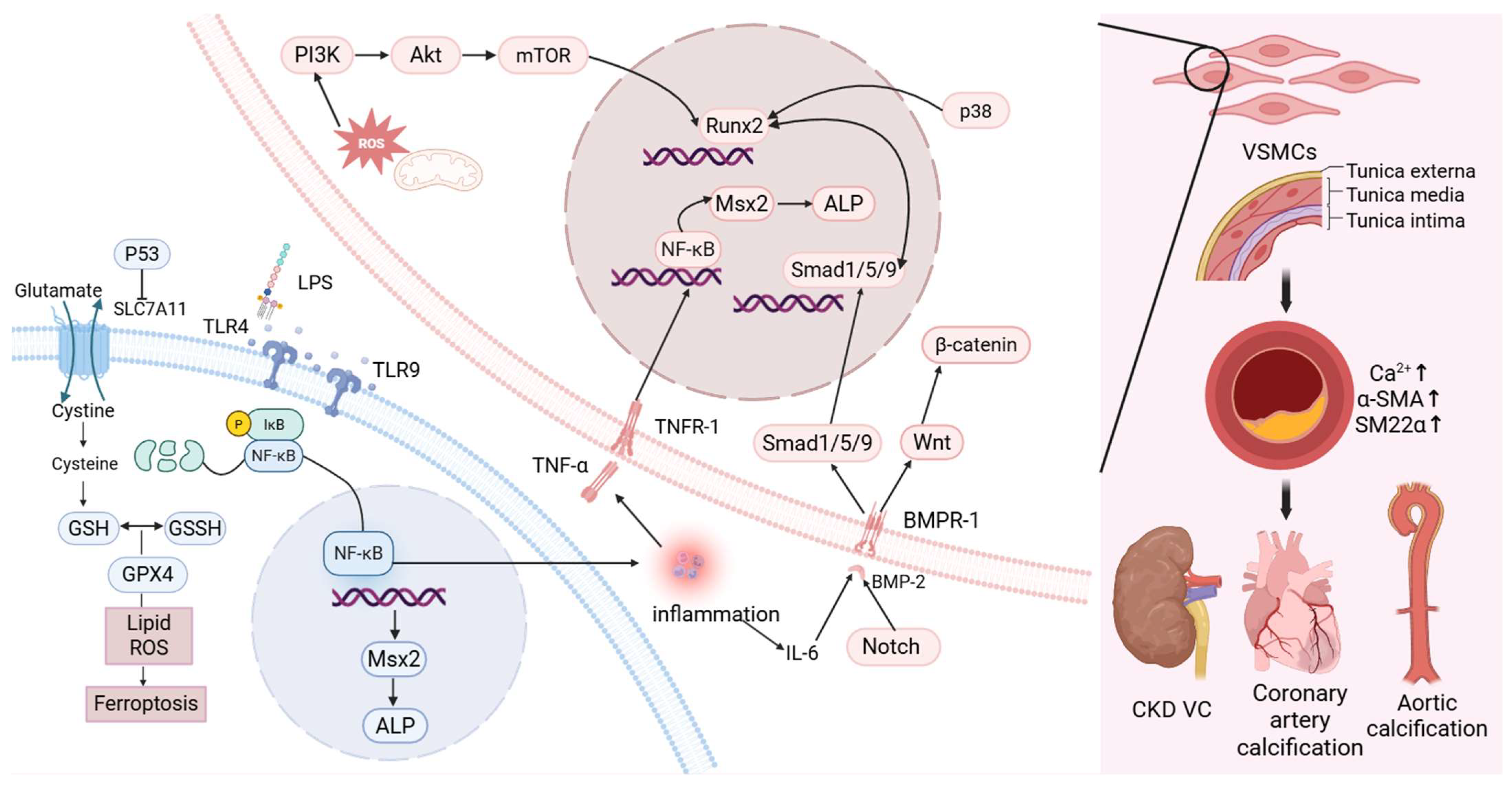 Ijms 27 01364 g001 Ijms 27 01364 g001
