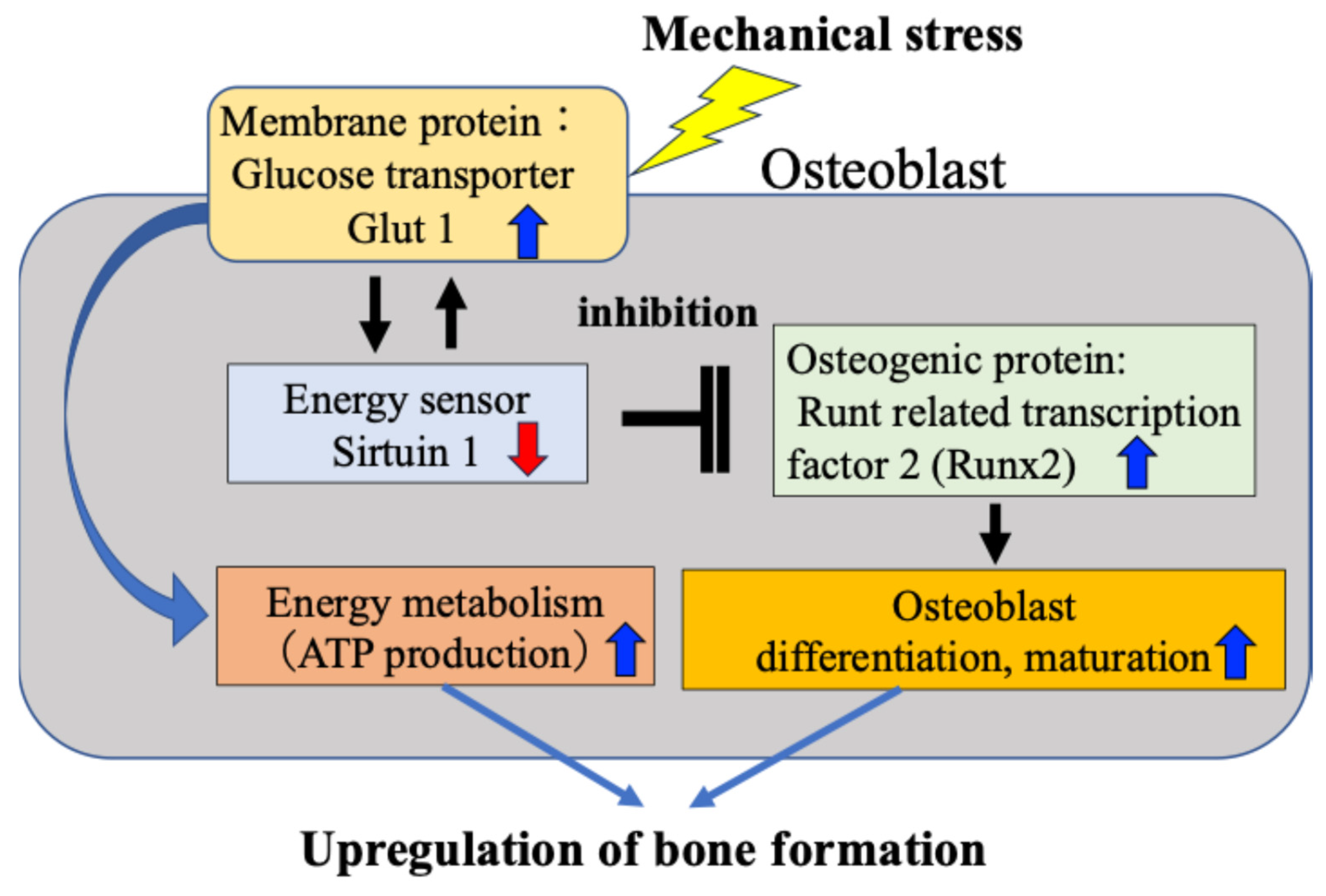 Ijms 27 01380 g003 Ijms 27 01380 g003