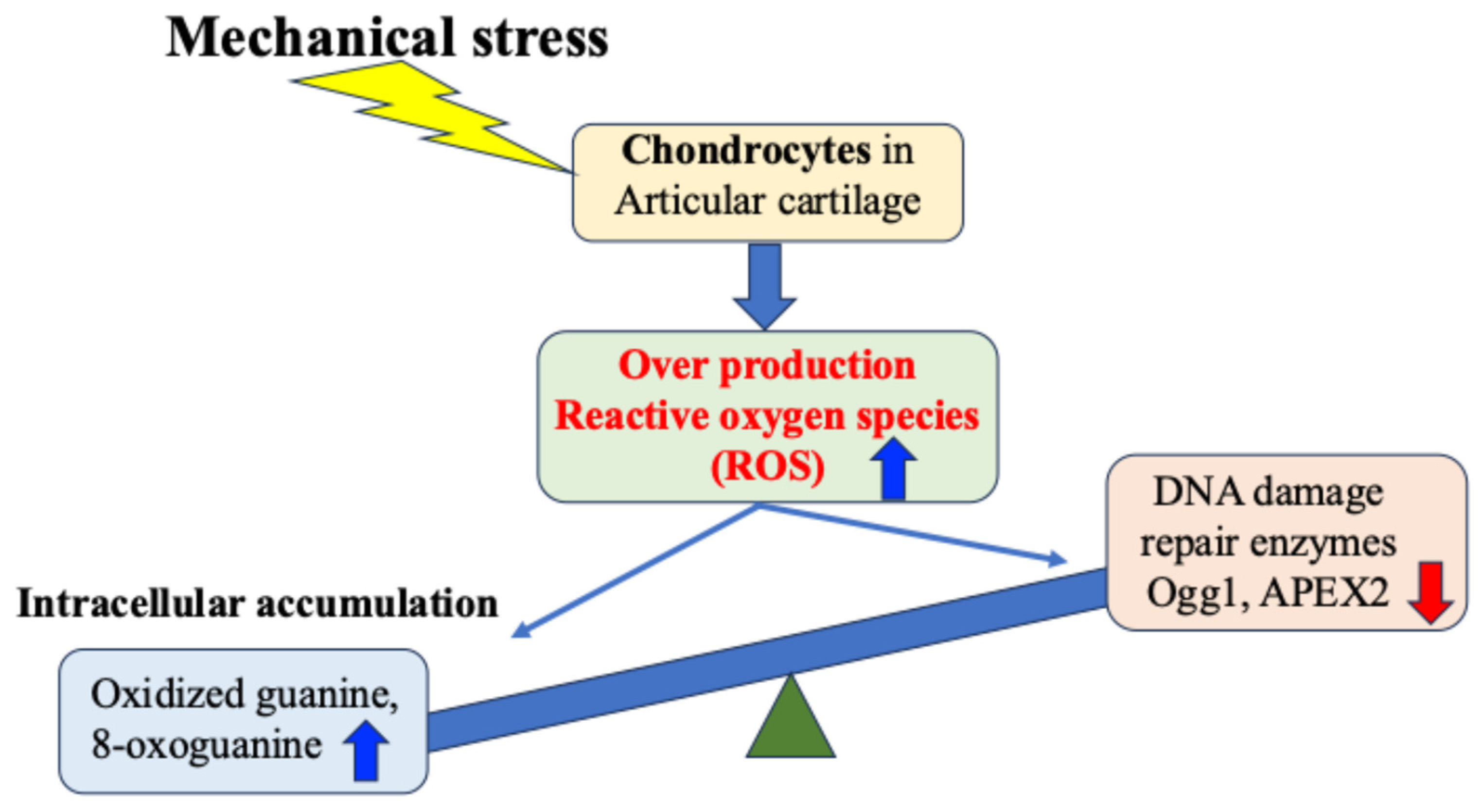 Ijms 27 01380 g004 Ijms 27 01380 g004