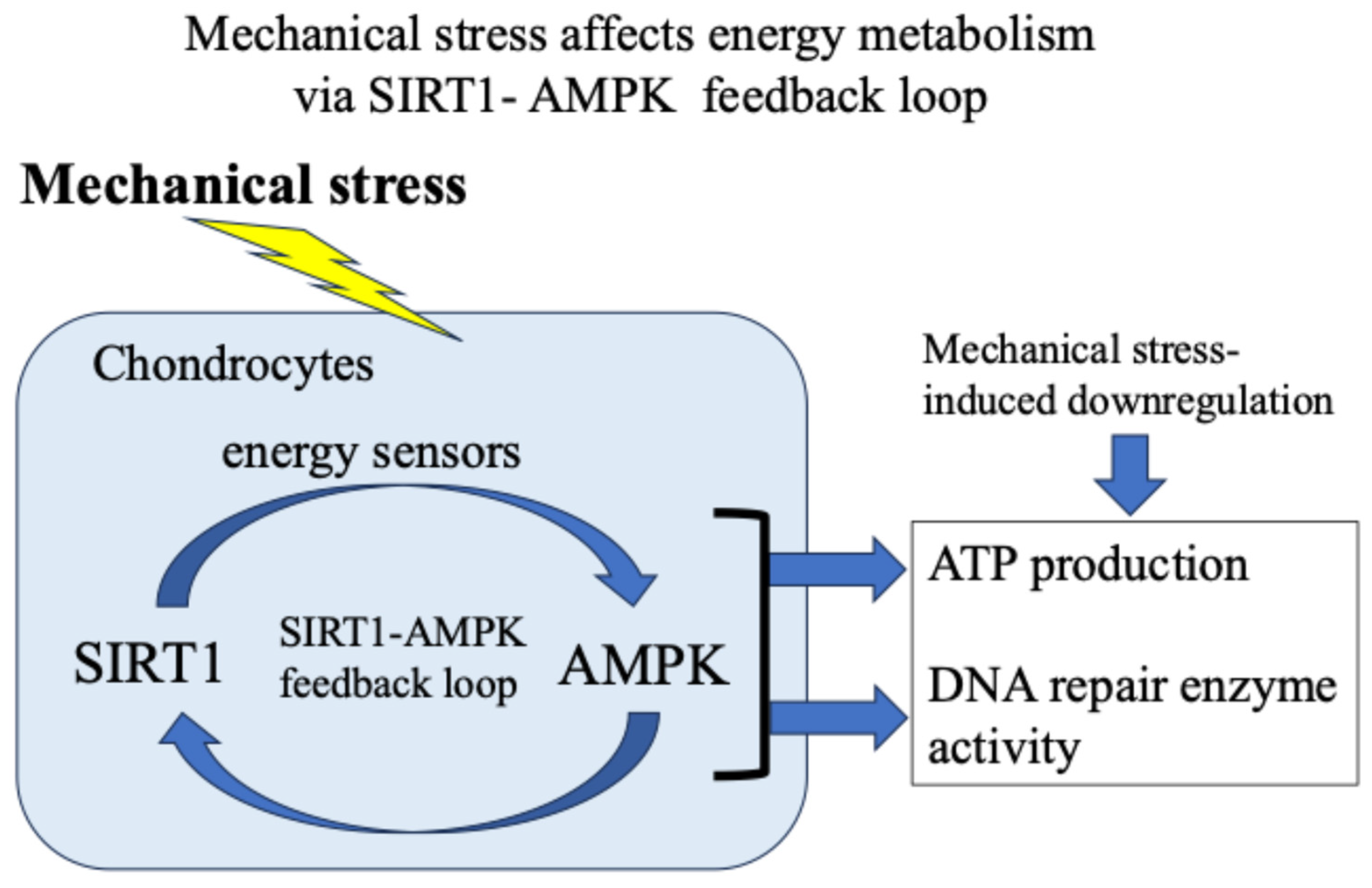Ijms 27 01380 g005 Ijms 27 01380 g005