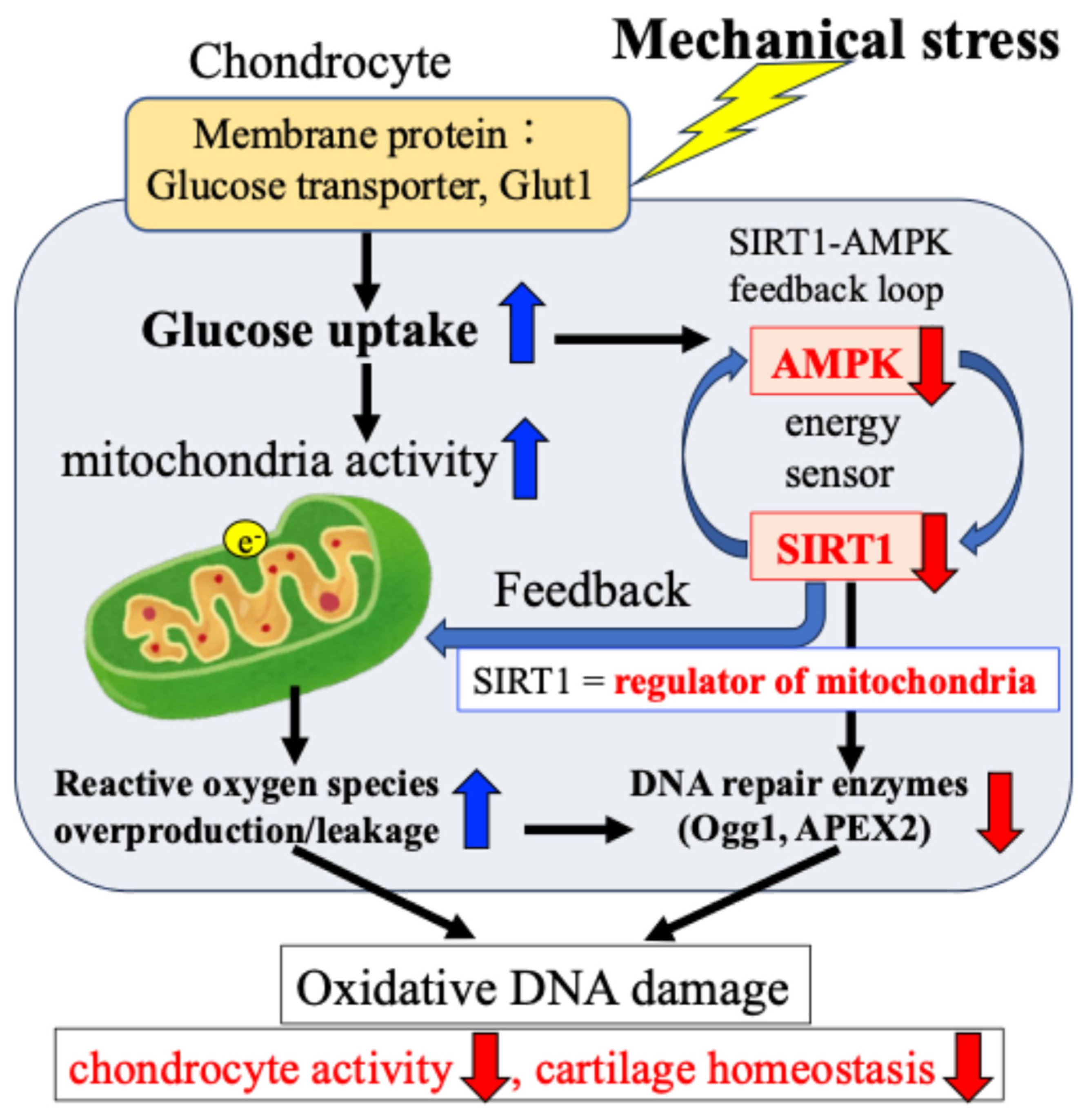 Ijms 27 01380 g006 Ijms 27 01380 g006